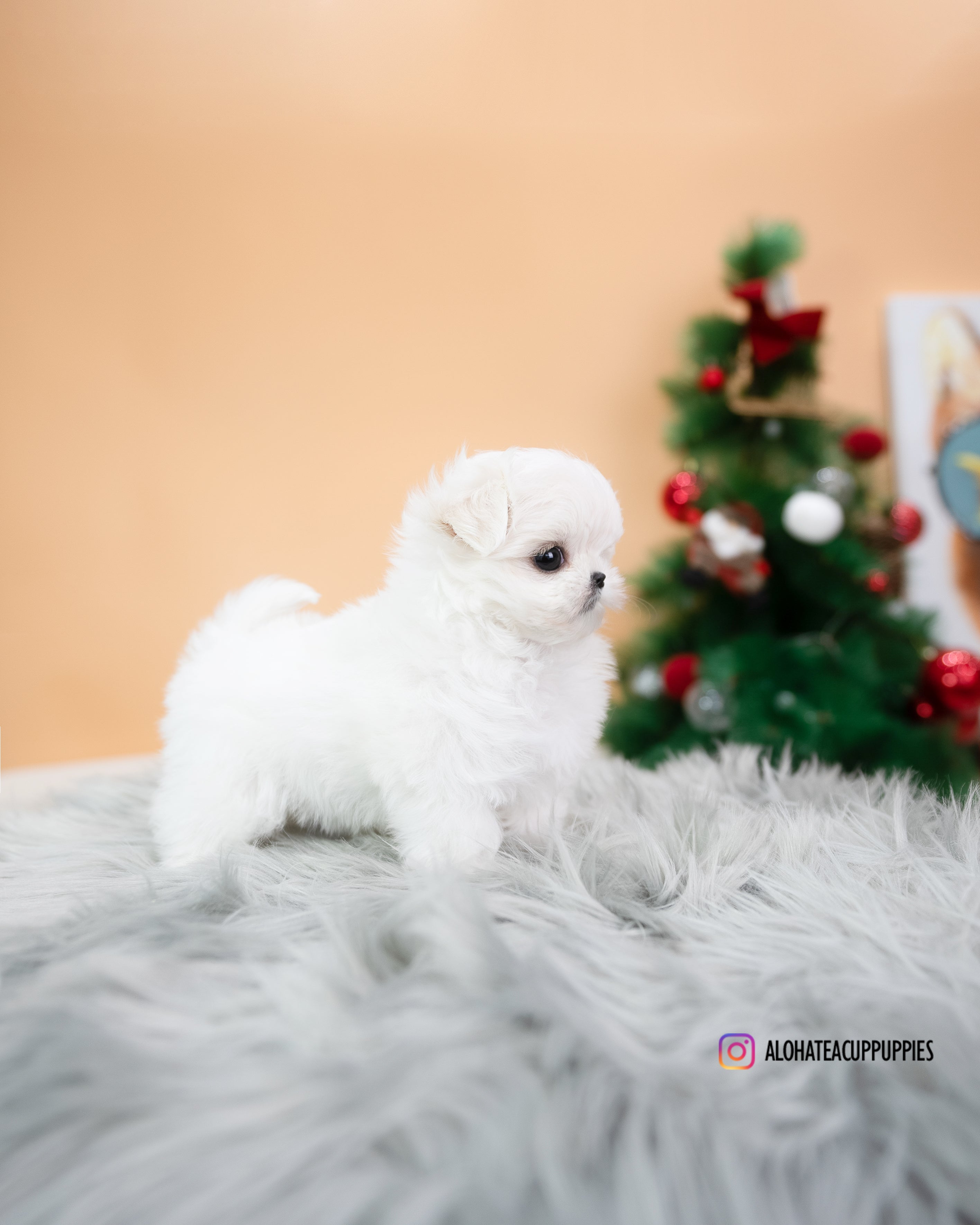 Fia [TEACUP MALTESE]