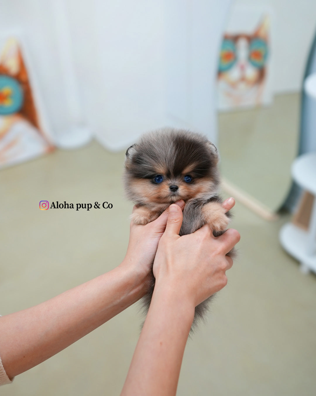 Lyn [POMERANIA TACITA DE TÉ]