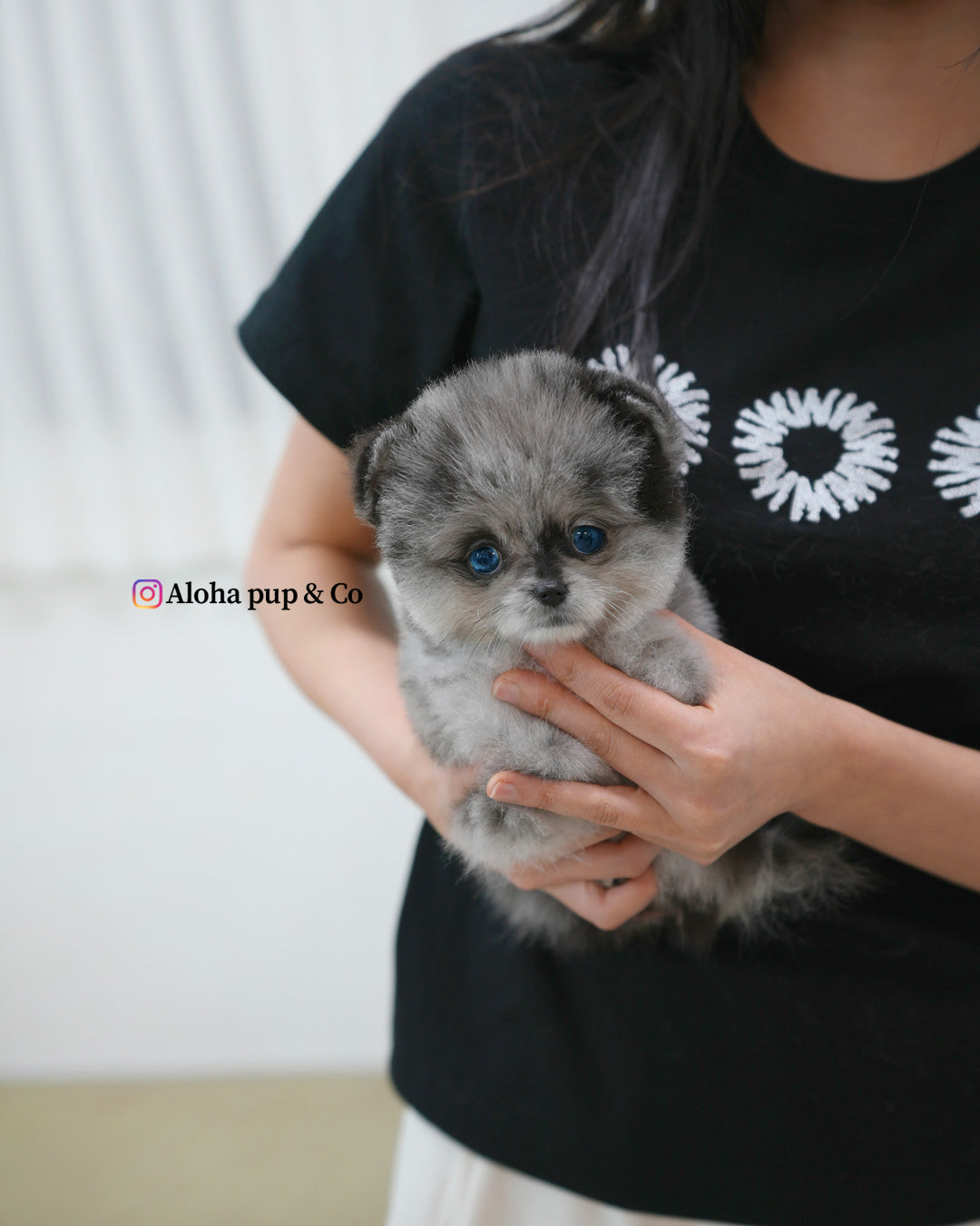 Lujo [POMERANIA TAZA DE TÉ]