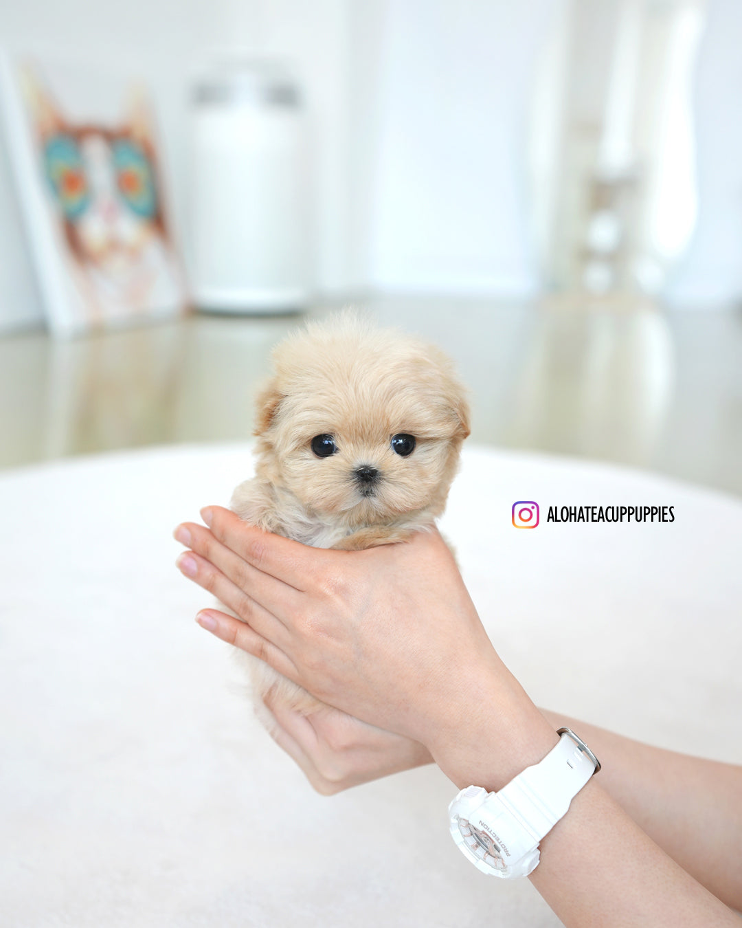 stacy [TEACUP MALTIPOO]