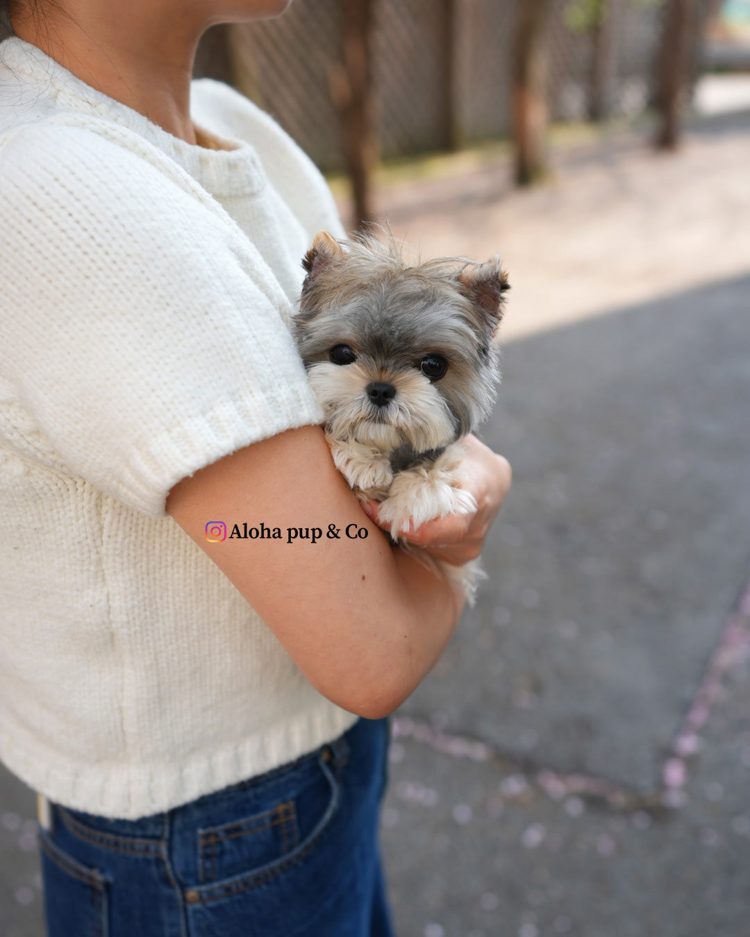 Pixy [Mini Morkie]
