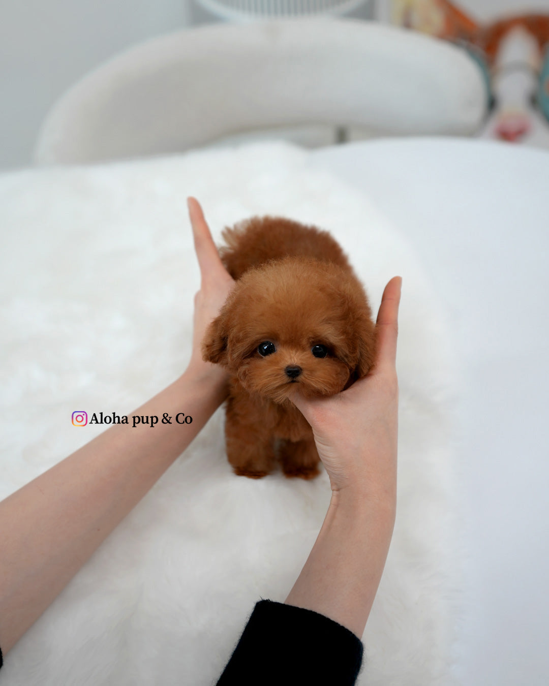 Theo [TEACUP POODLE]