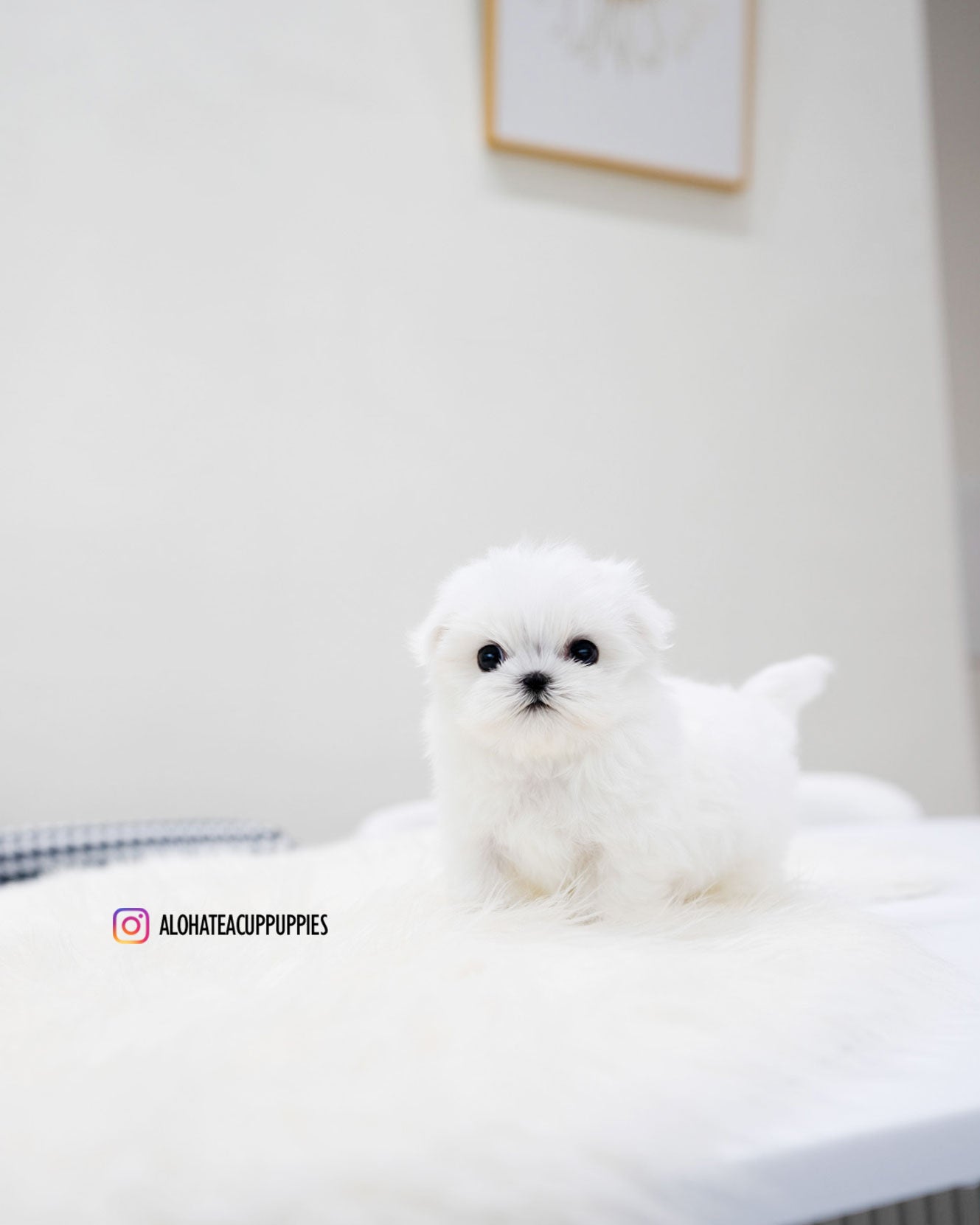 Lucky [TEACUP MALTESE]