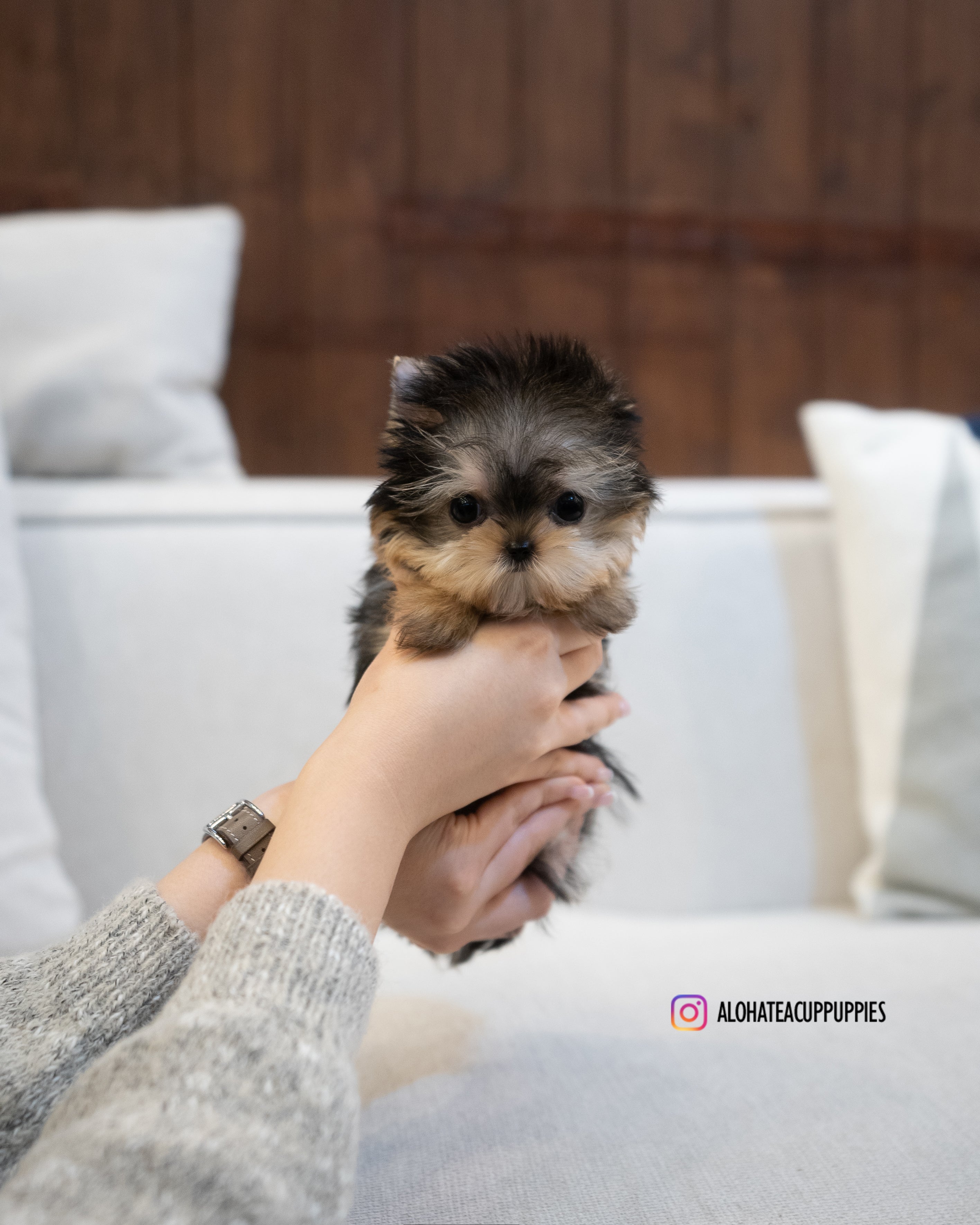 Charlotte [TEACUP YORKIE]