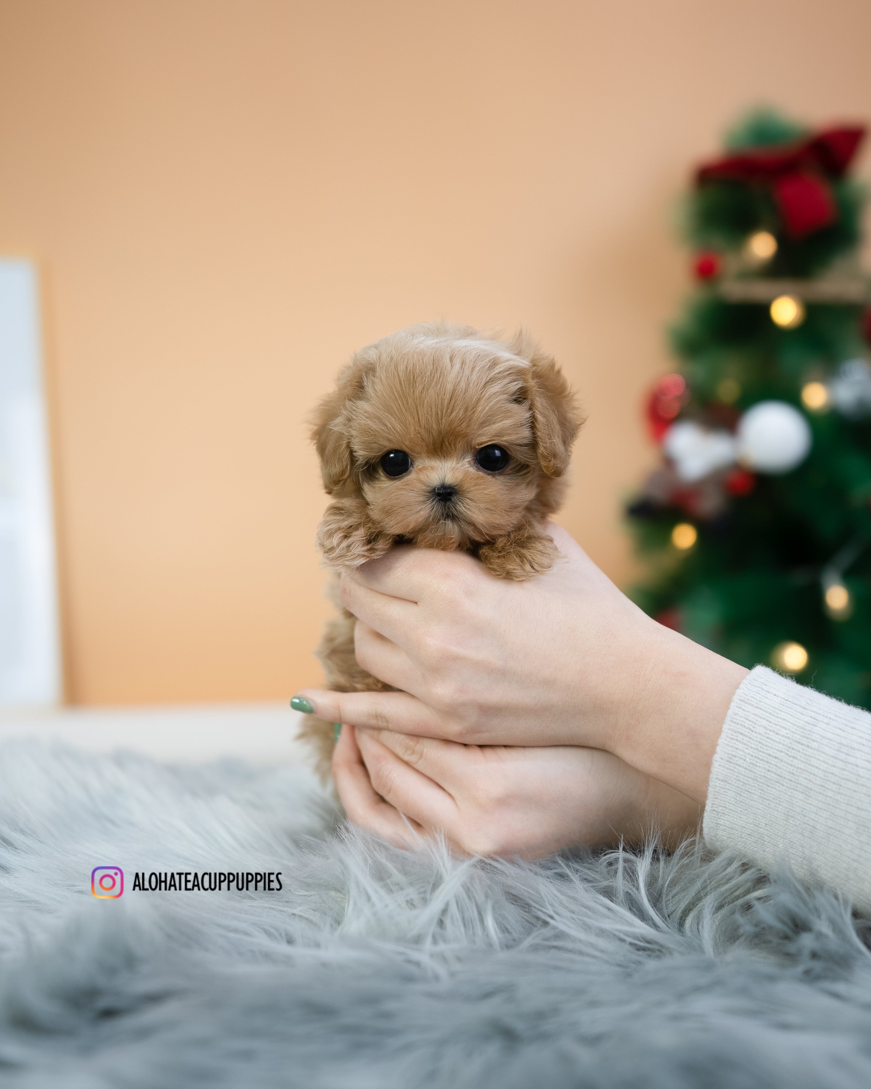 Lucas [TEACUP MALTIPOO]