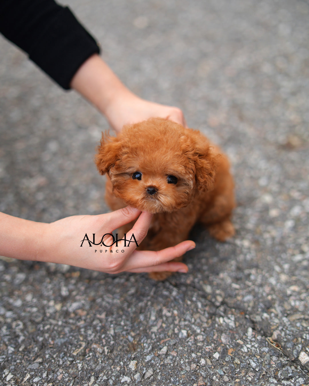 Macaron [TEACUP POODLE]