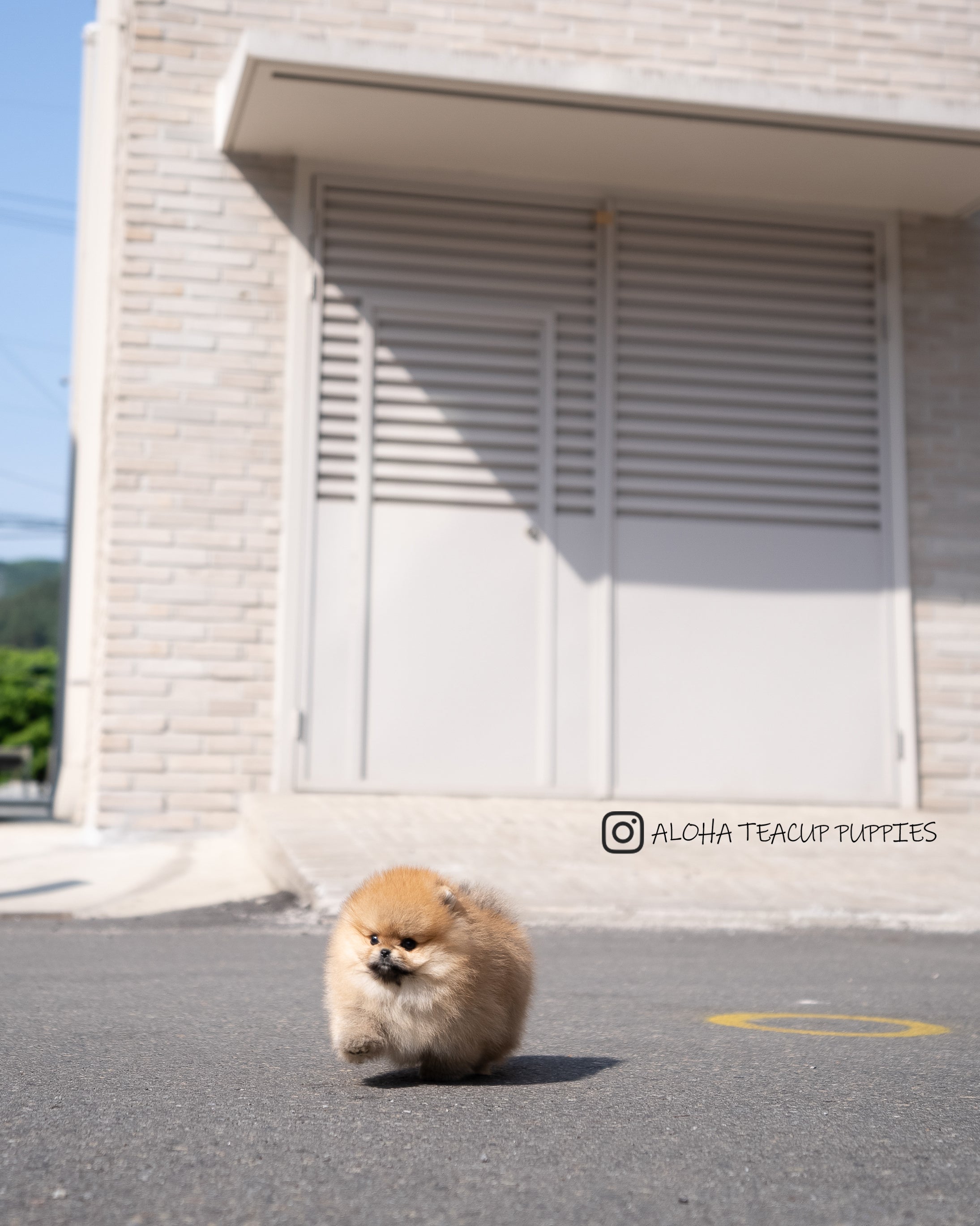 Theo [POMERANIA TAZA DE TÉ]