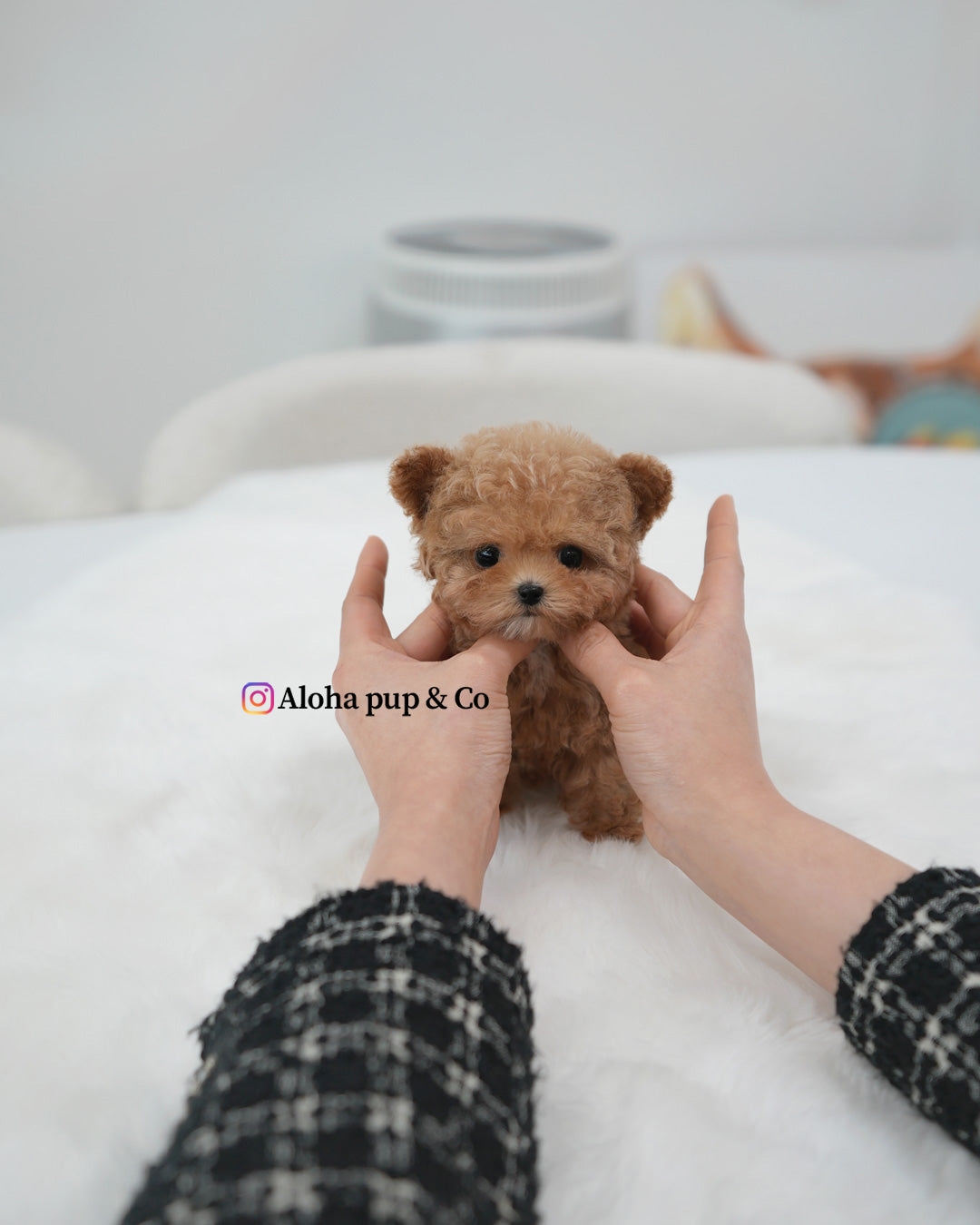Vivi [TEACUP POODLE]