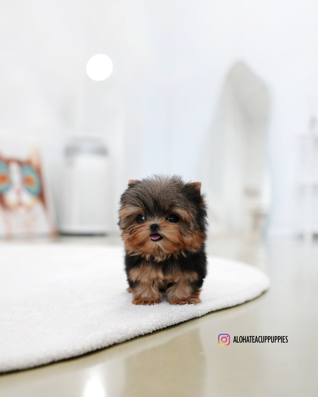 Buddy [Teacup YORKIE]