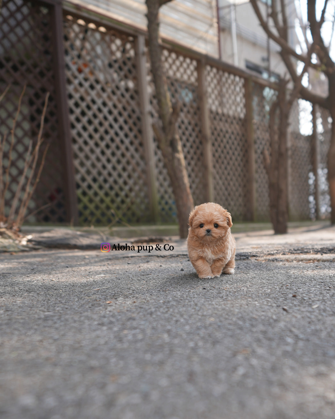 Bruno [TEACUP MALTIPOO]