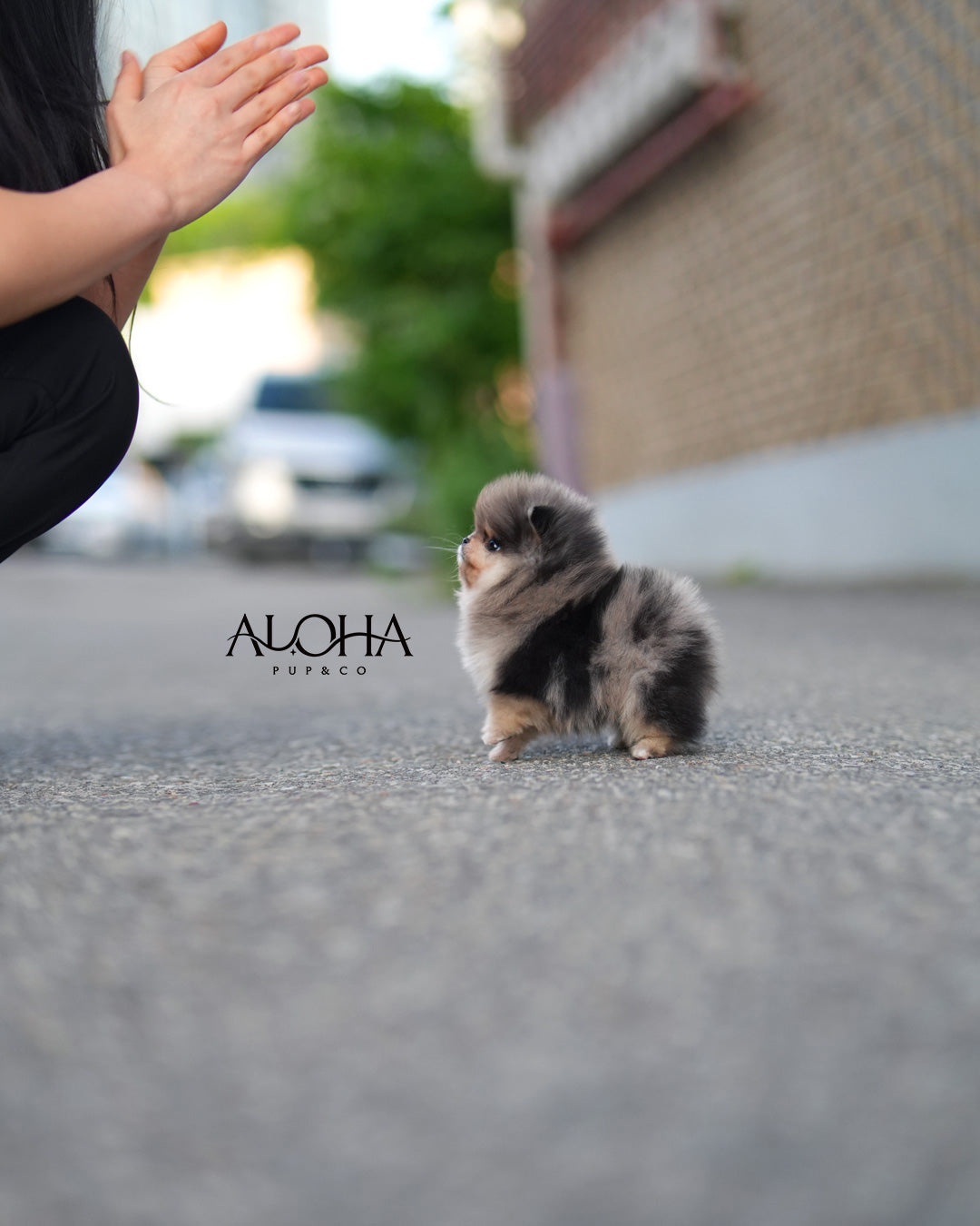 Marni [POMERANIA TAZA DE TÉ]