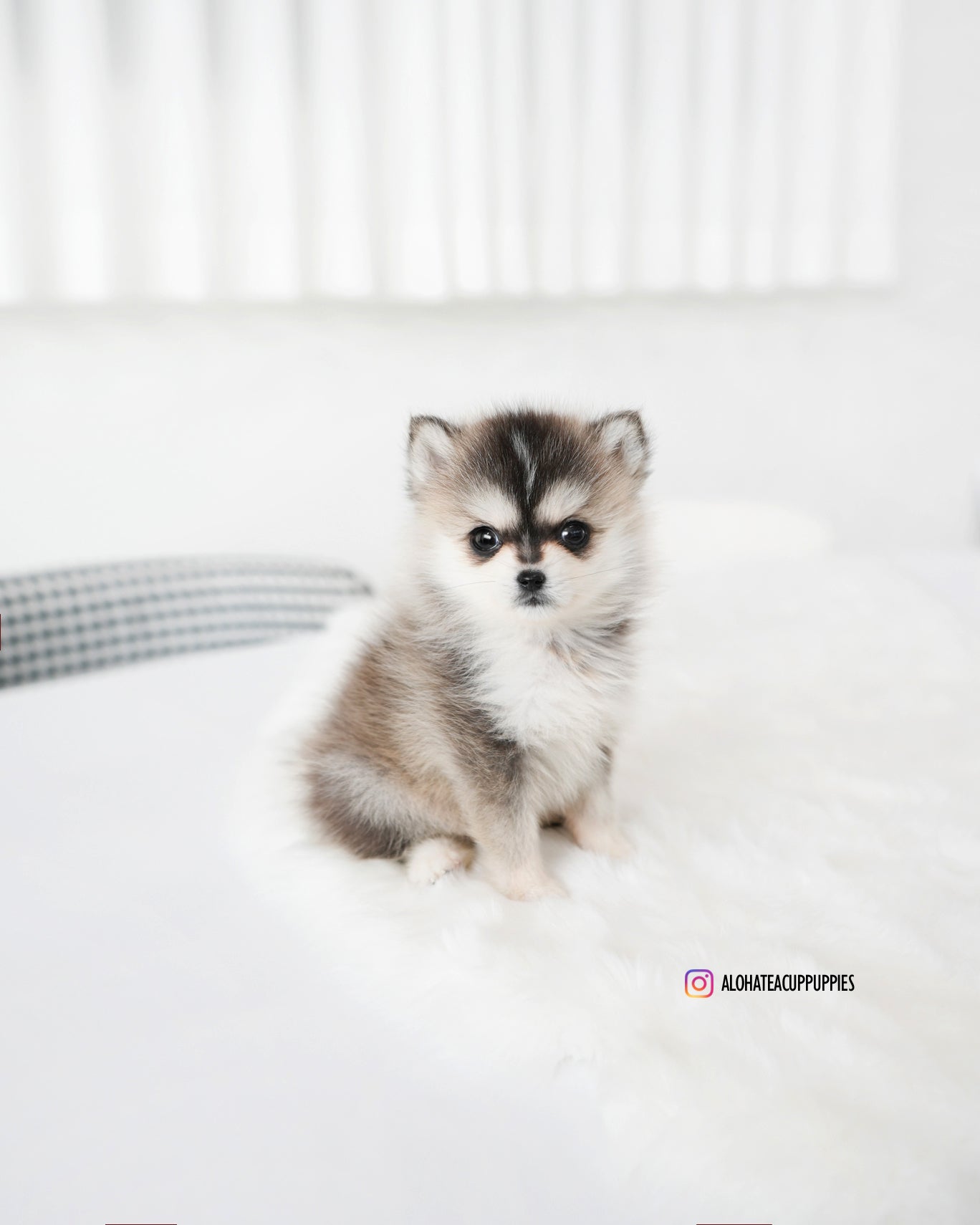 Edgar [POMSKY miniatura]