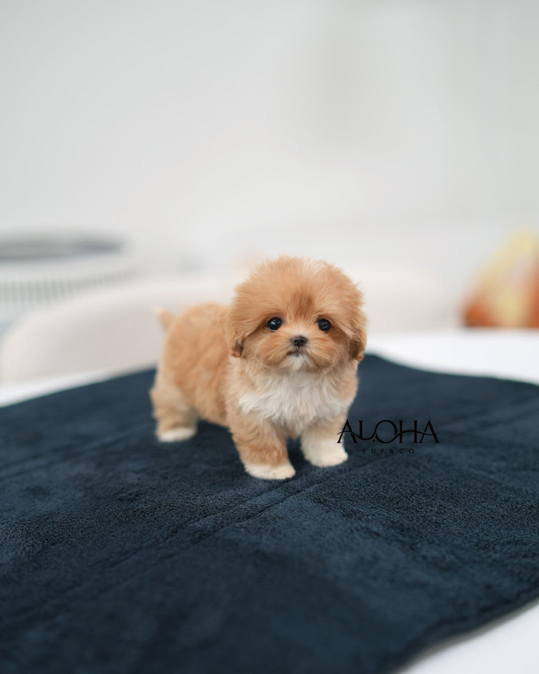 Kiki [TEACUP MALTIPOO]