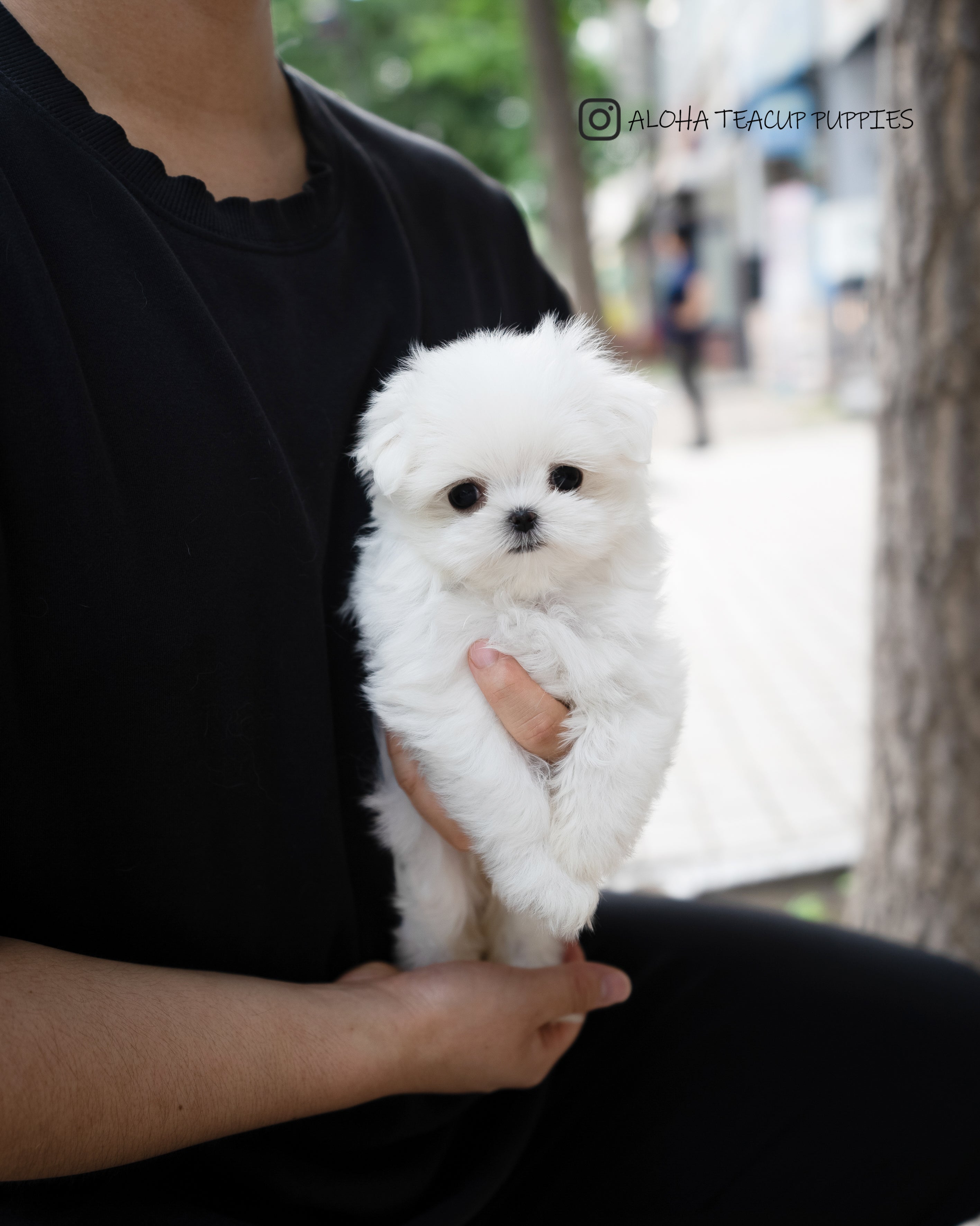 Lily [TEACUP MALTESE]