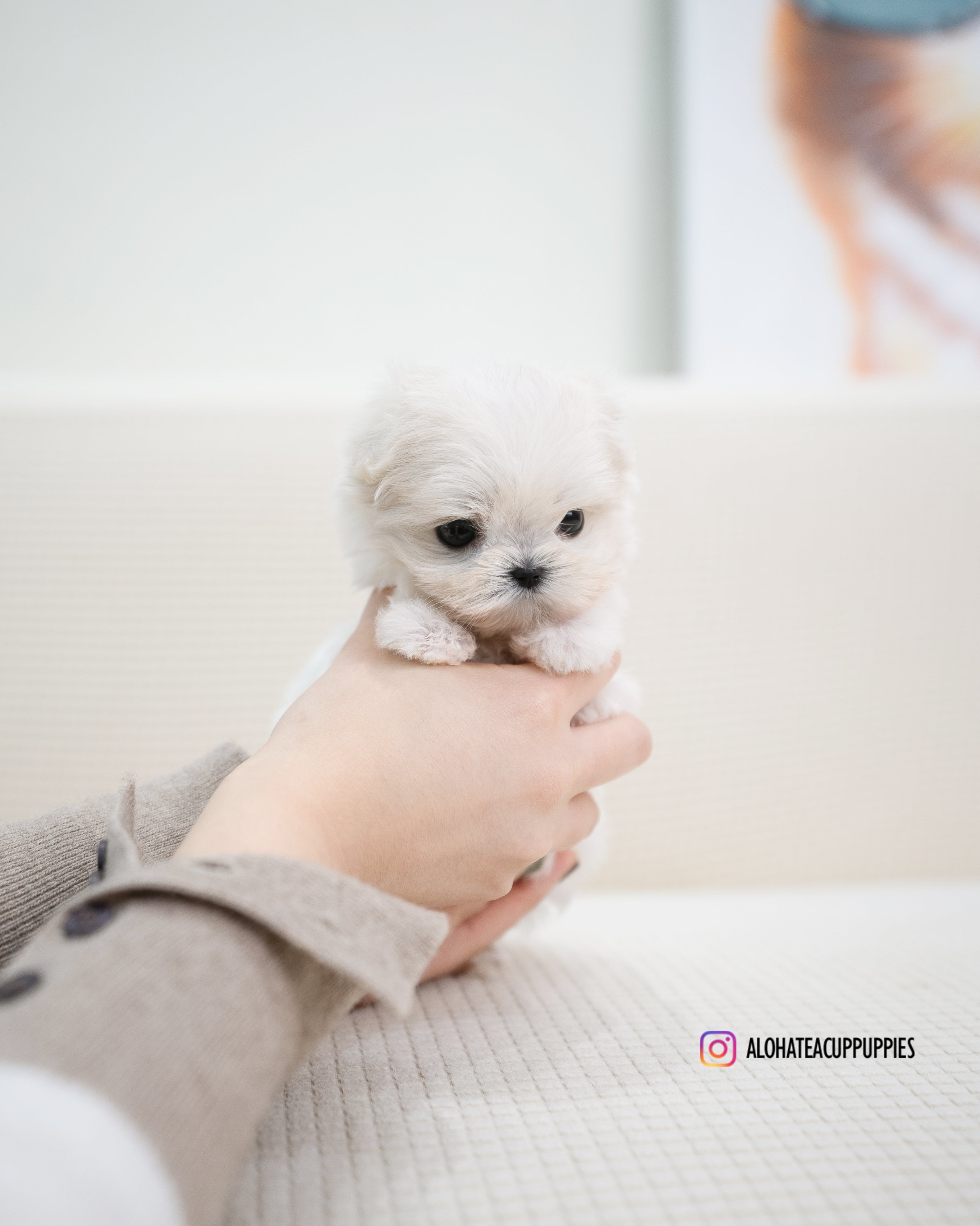 Miu [TEACUP MALTIPOO]