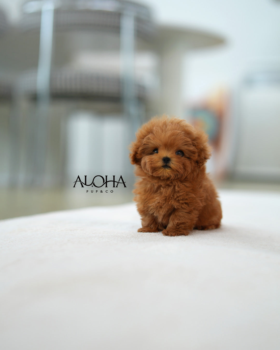 Babe [TEACUP MALTIPOO]