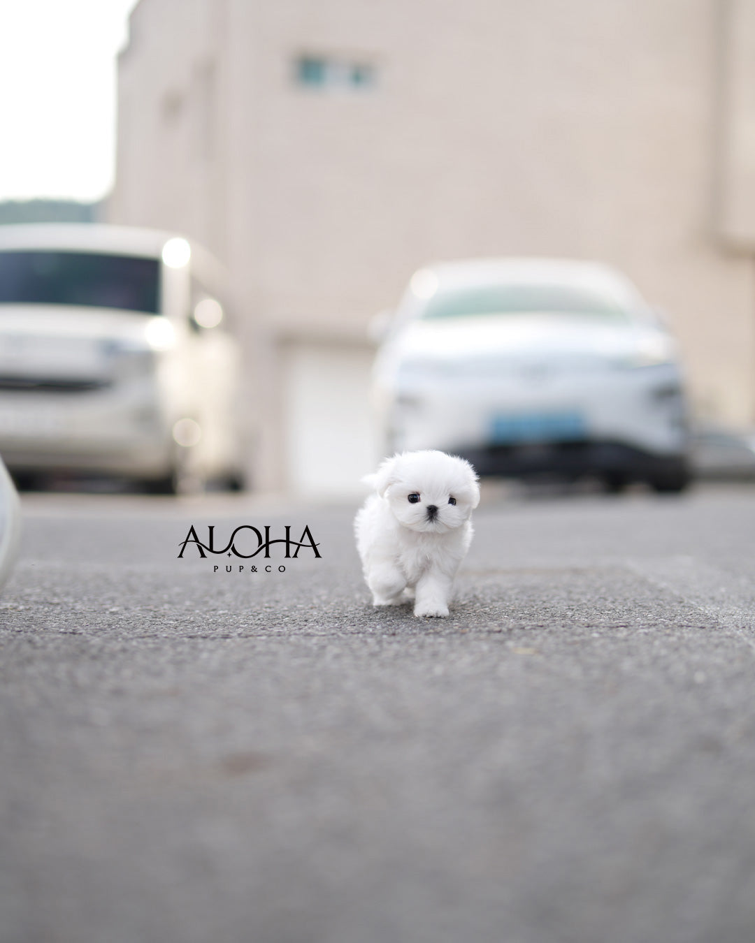 Suri [TEACUP Maltese]