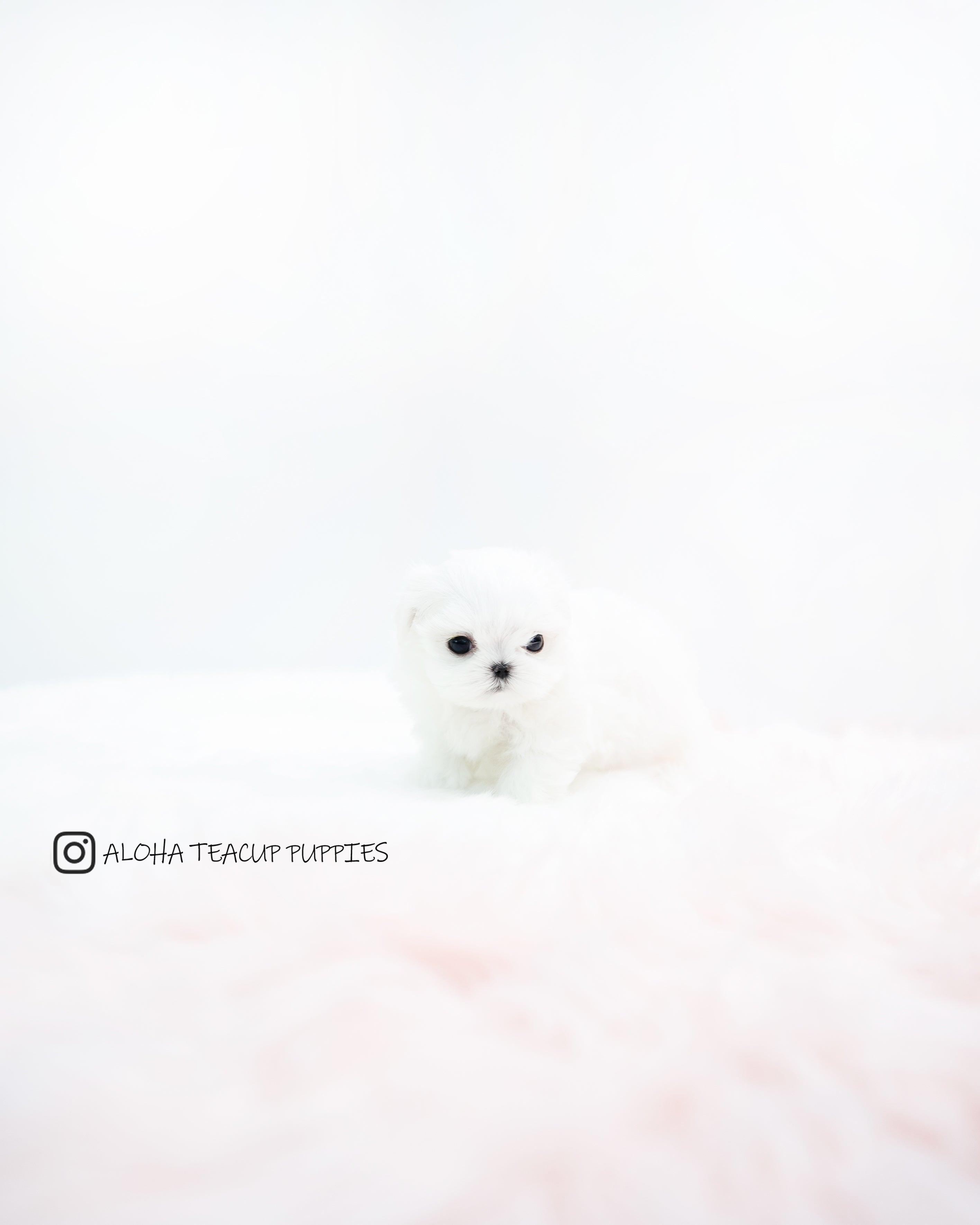 Evie [TEACUP MALTESE]