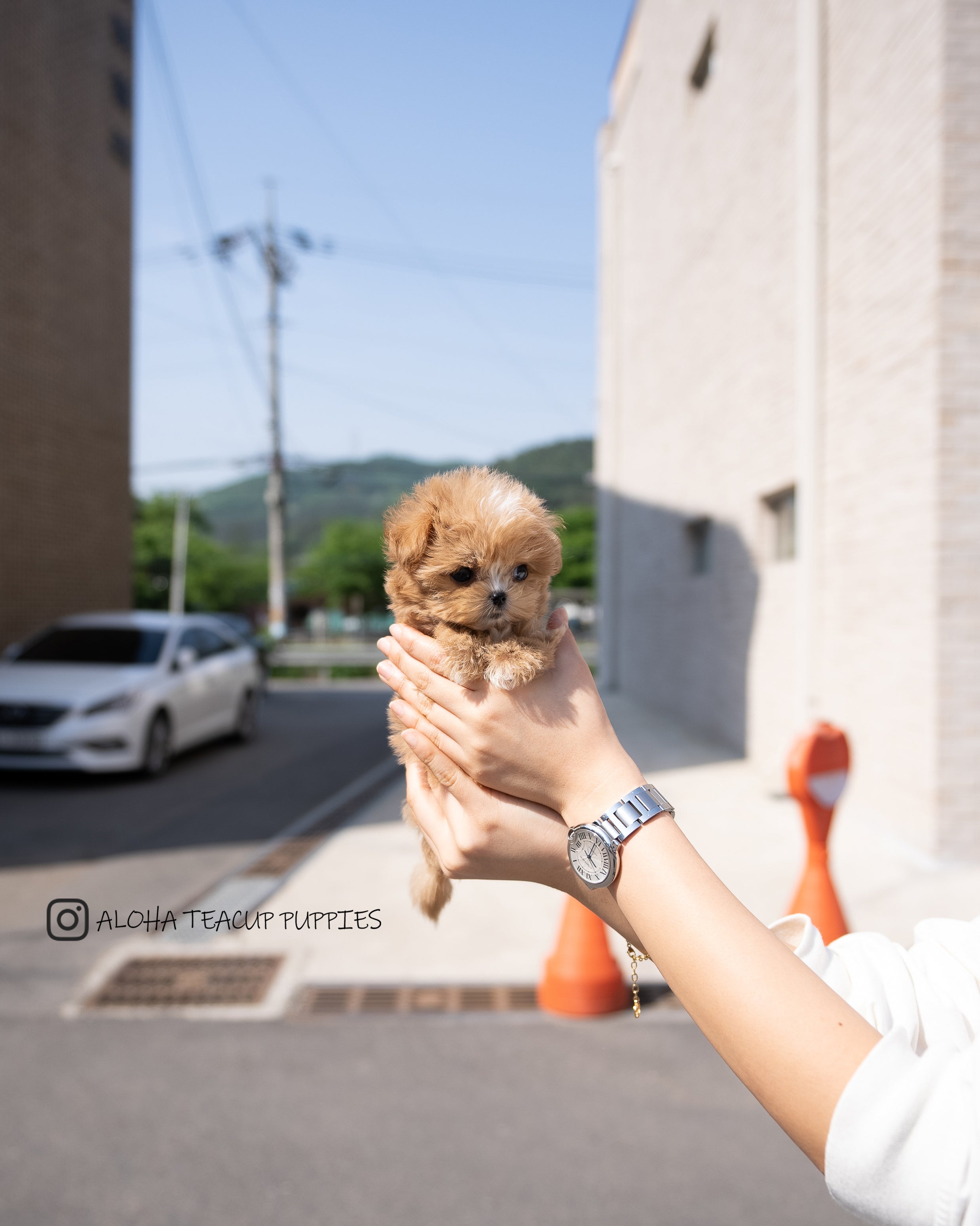 Vincent [TEACUP MALTIPOO]