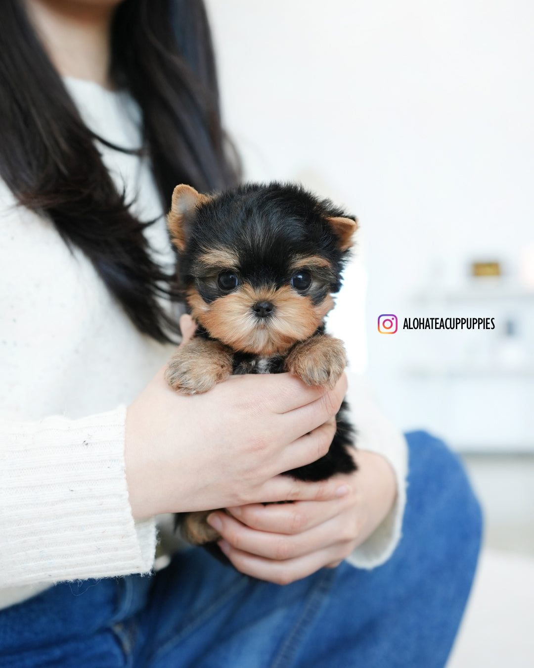 Benji [Teacup YORKIE]