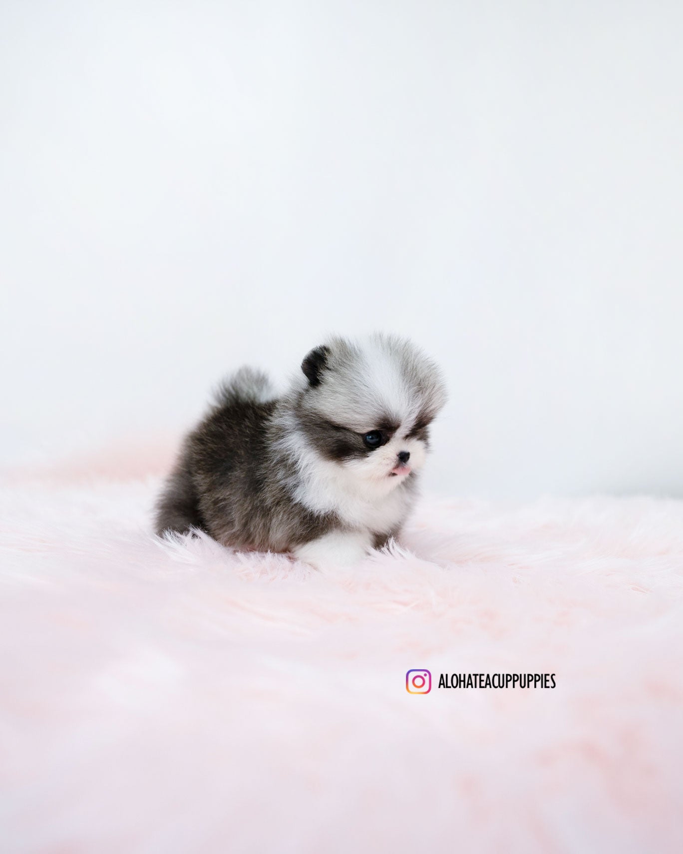 Sienna [POMERANIA TAZA DE TÉ]