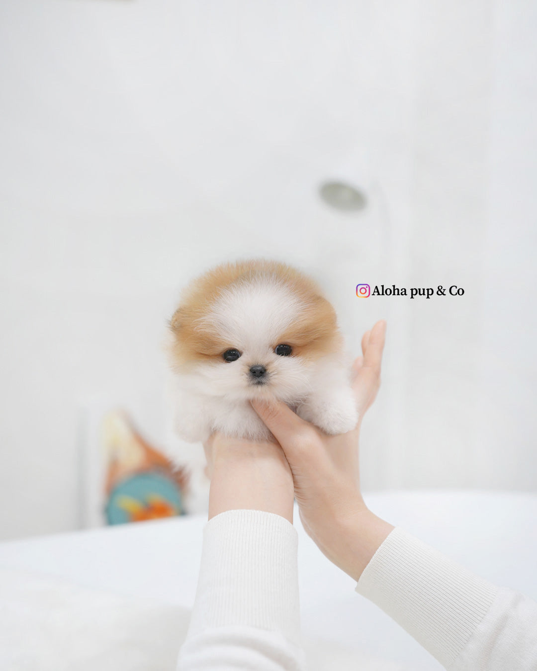 Celine [POMERANIA TAZA DE TÉ]