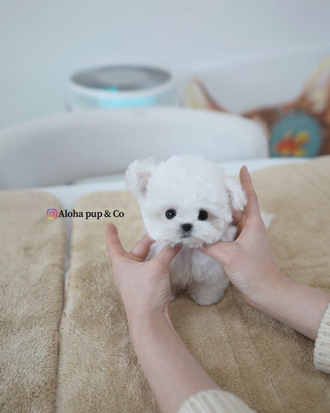 Bichón [DE BOLSILLO]