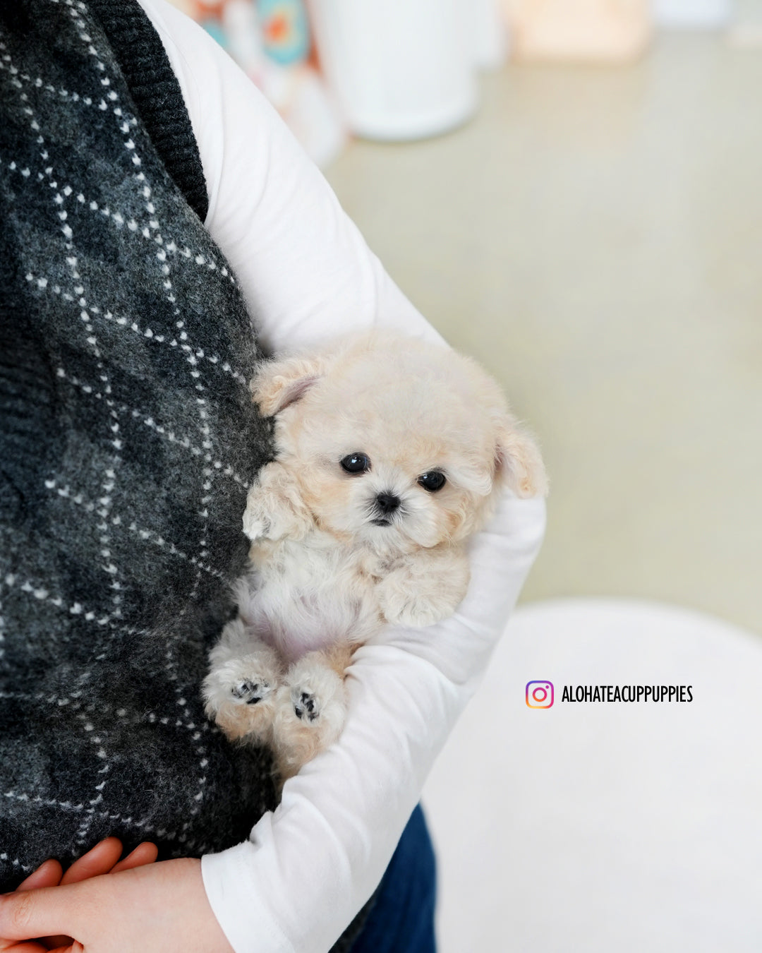 Mochi [TEACUP POODLE]