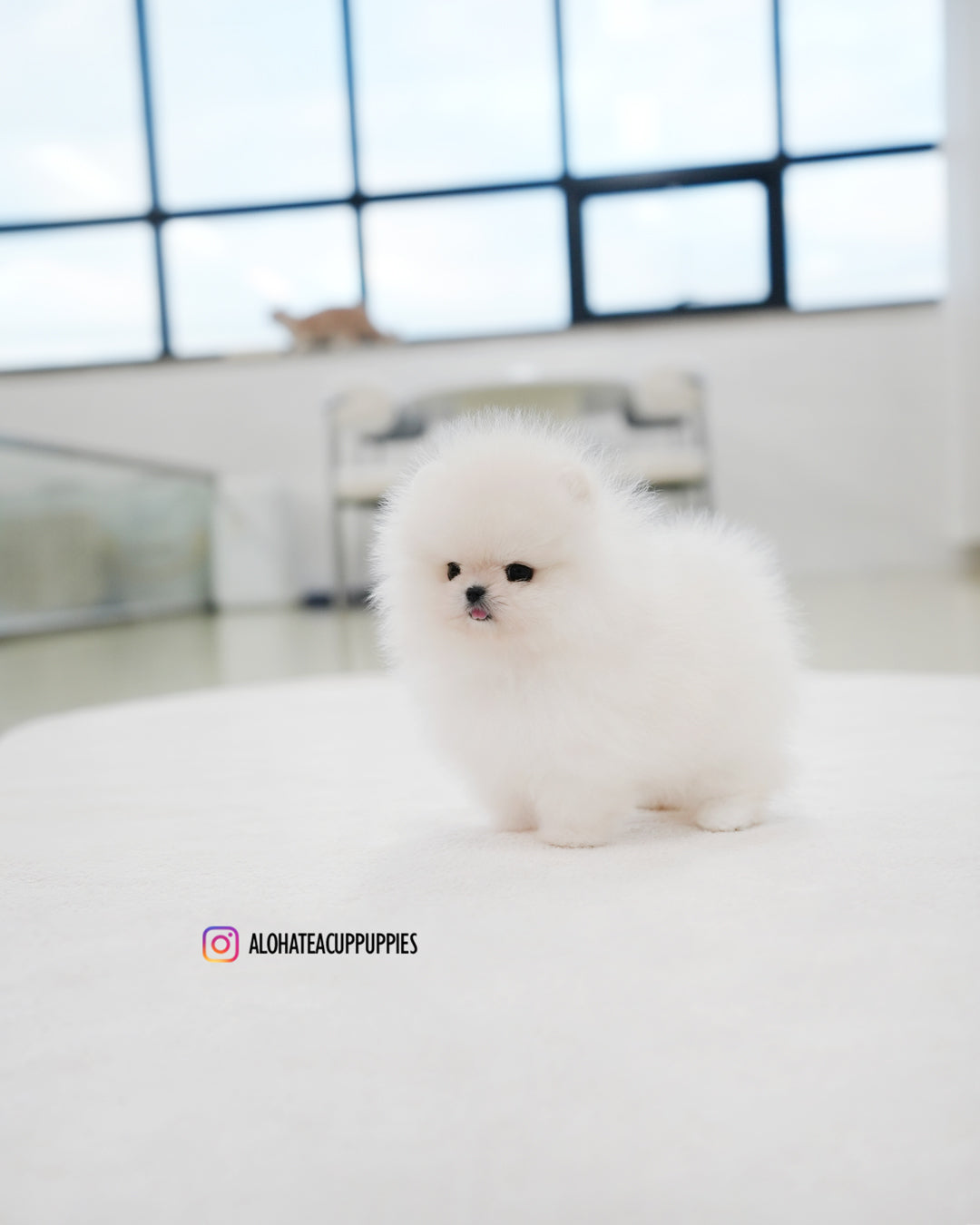 罗科 [茶杯博美犬]