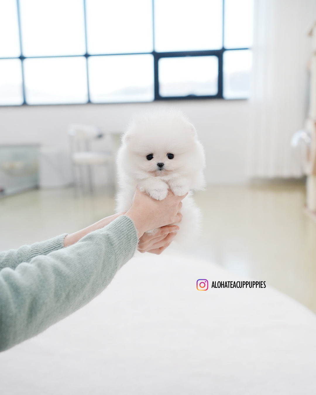 Bianca [POMERANIA TAZA DE TÉ]