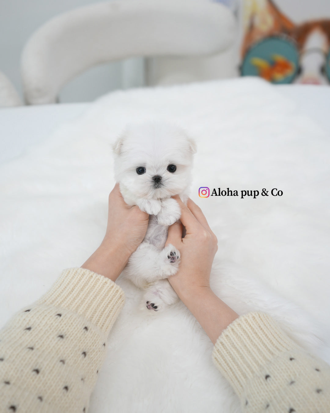 Remi [TEACUP MALTESE]