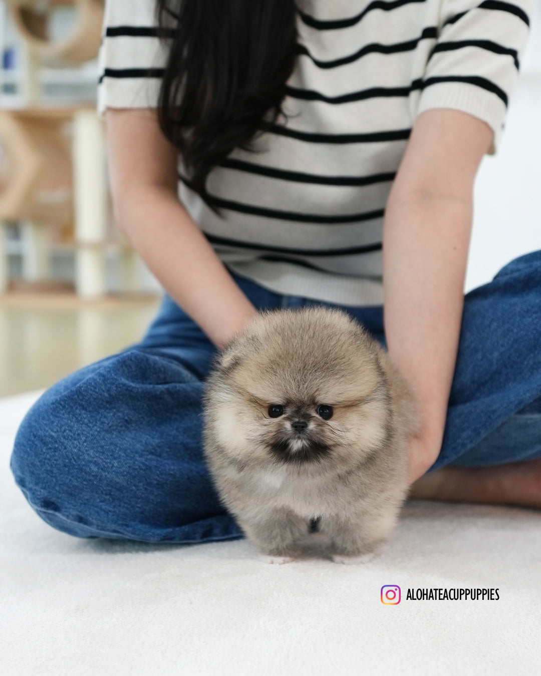 Pixie [POMERANIA TAZA DE TÉ]