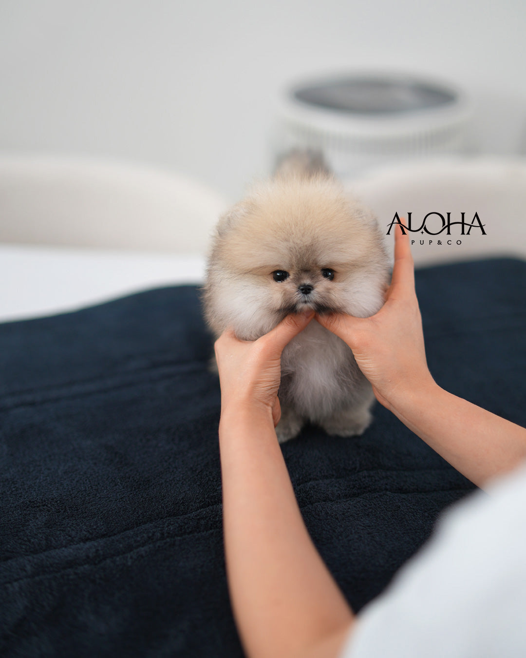 Gaby [TEACUP POMERANIAN]