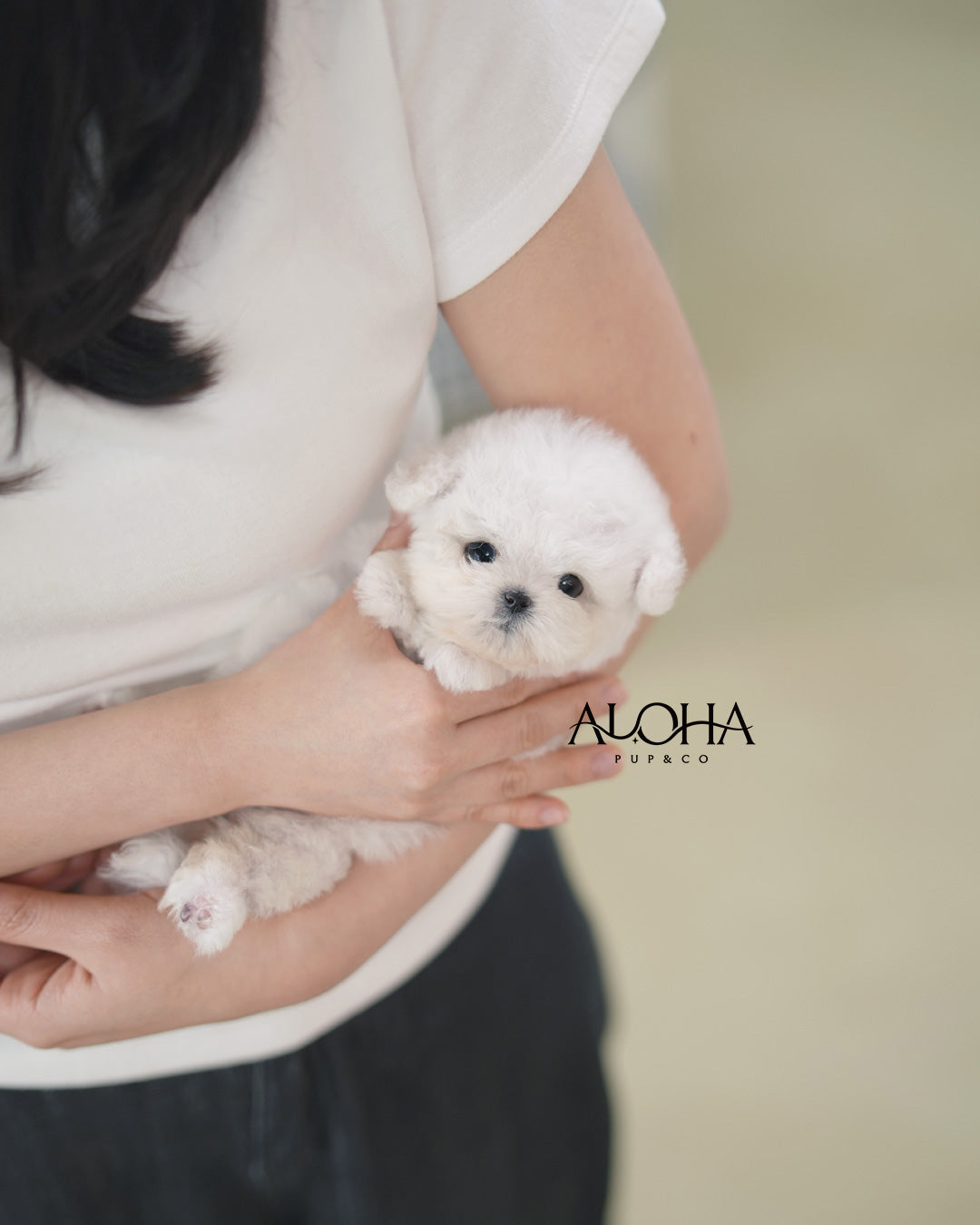 Lola [TEACUP BICHON Frise]
