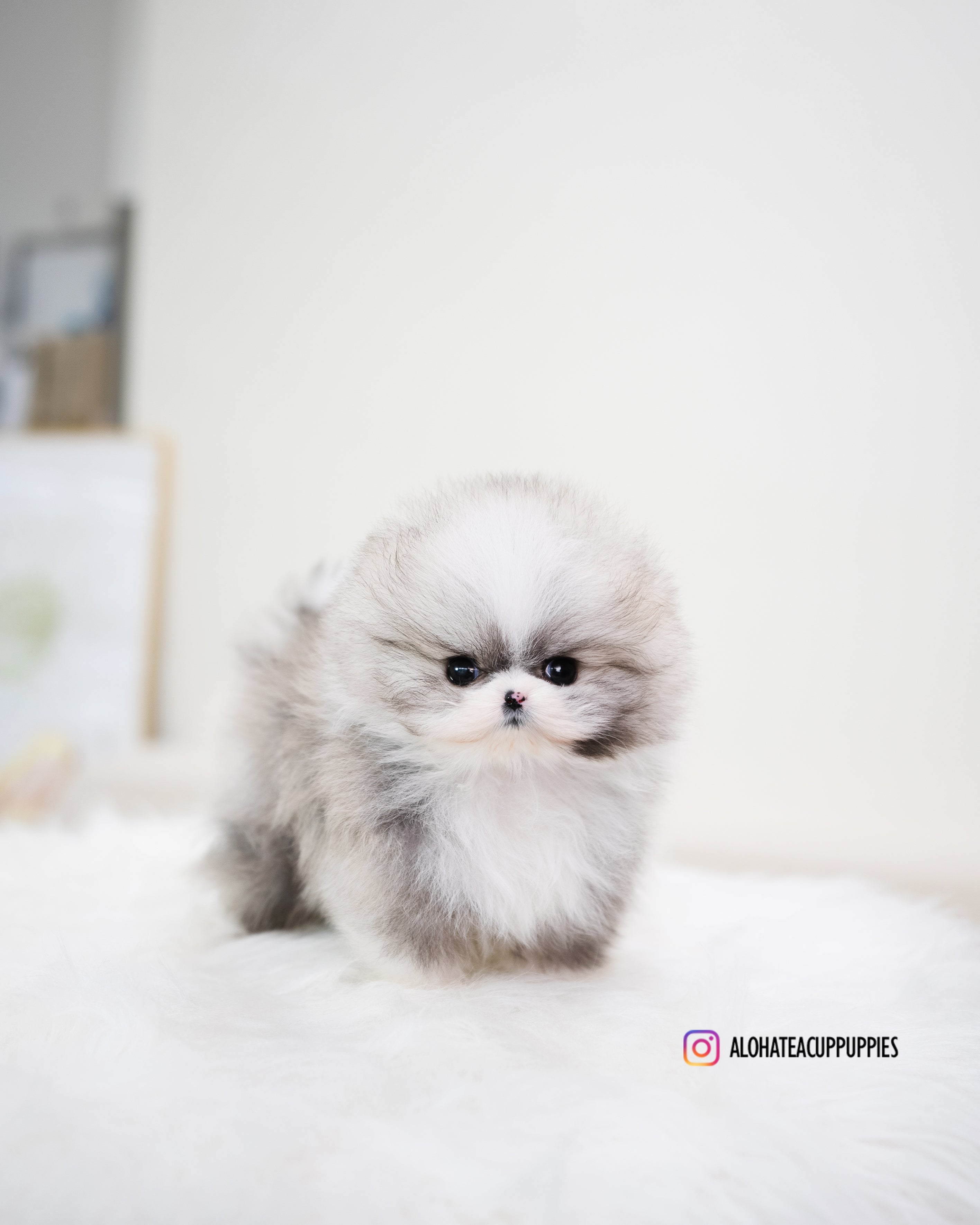 Toby [POMERANIA TAZA DE TÉ]