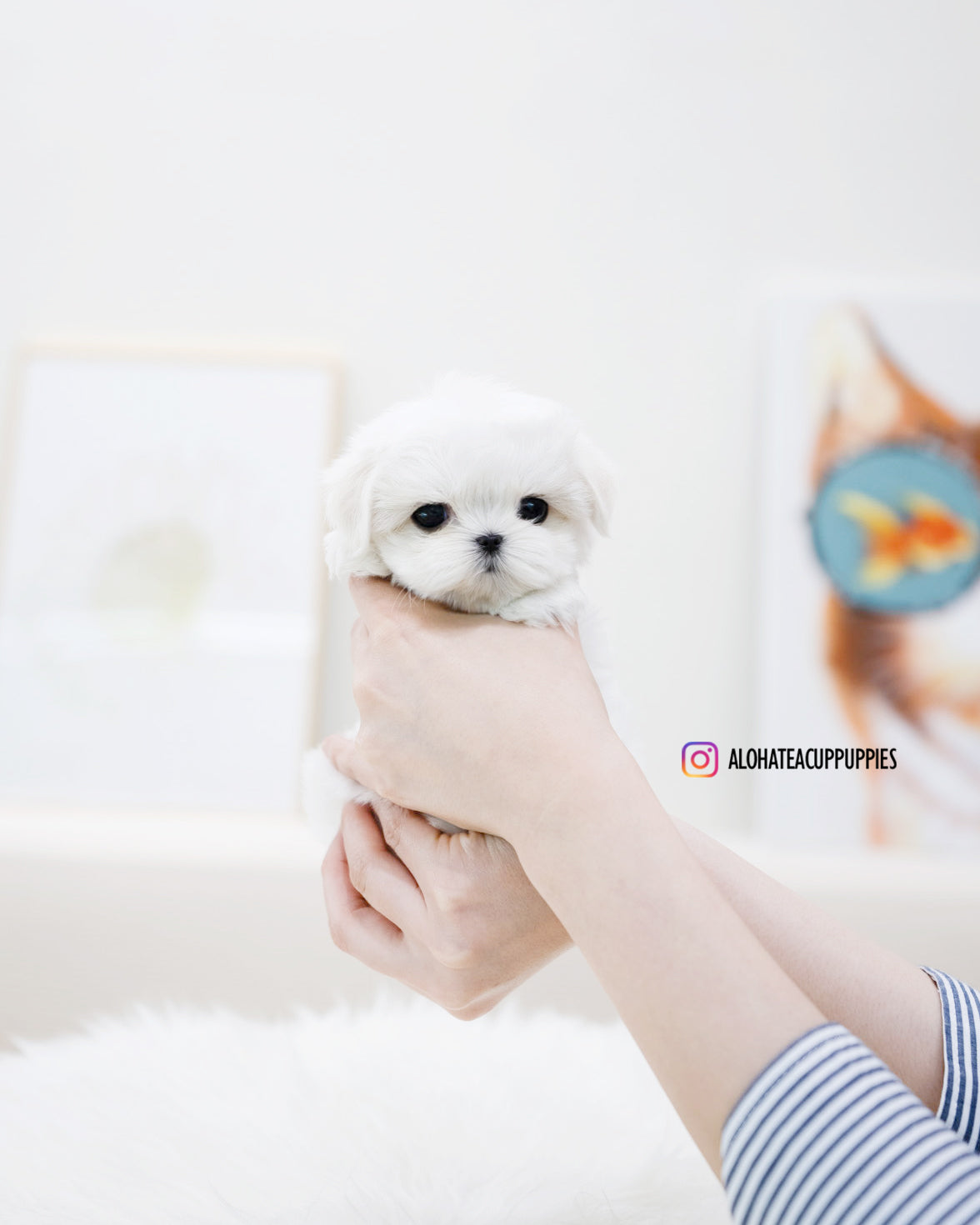 Petit [TEACUP MALTESE]