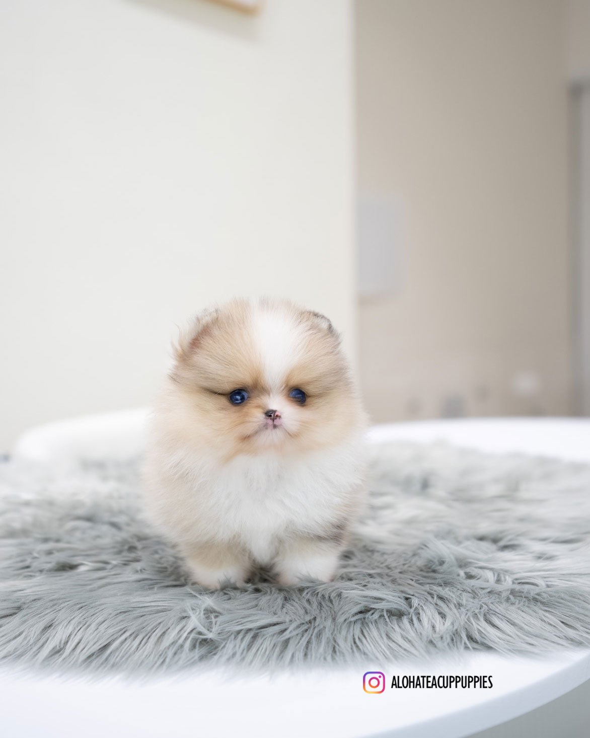 忠诚的[茶杯博美犬]