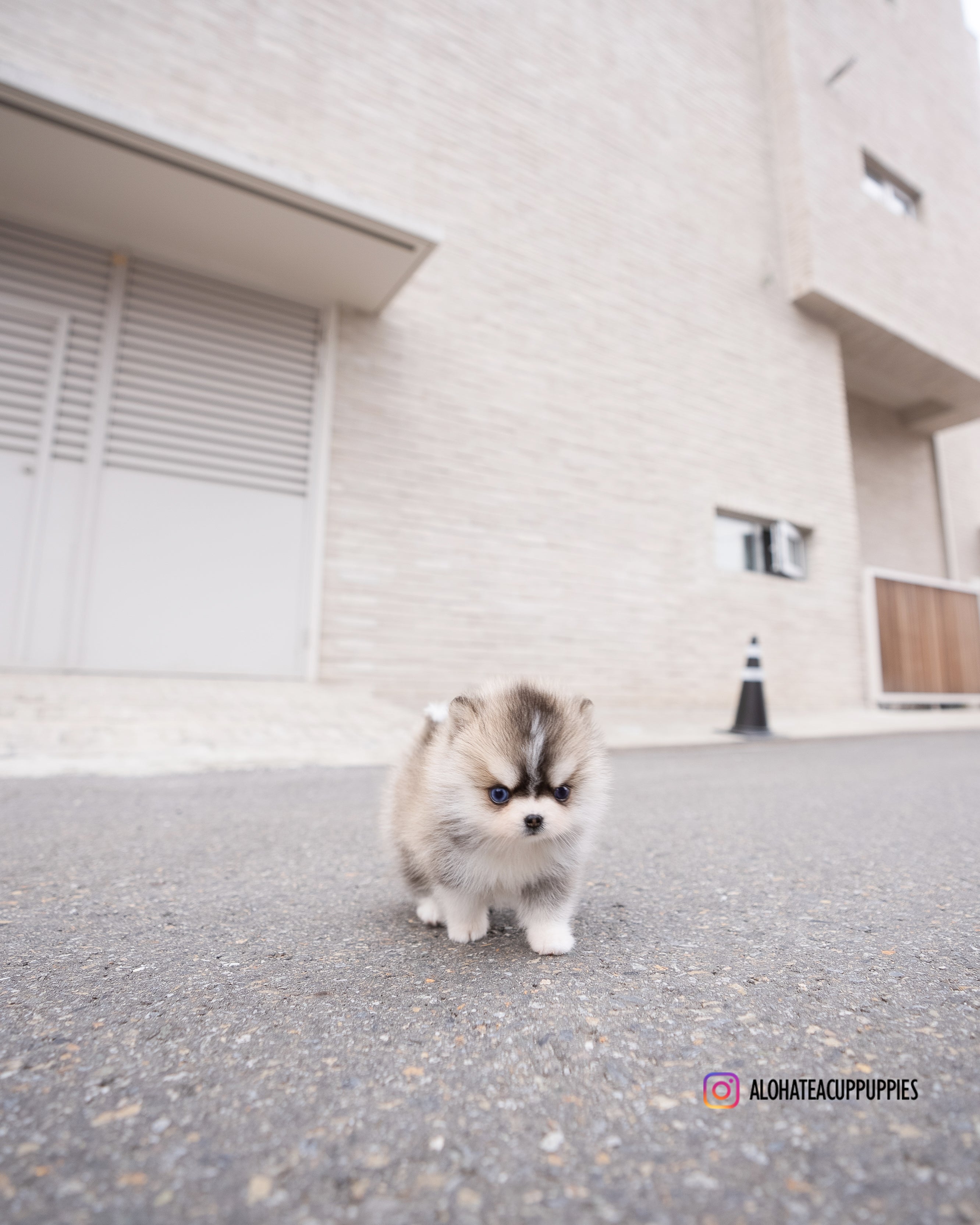 Chopa [TEACUP POMSKY]