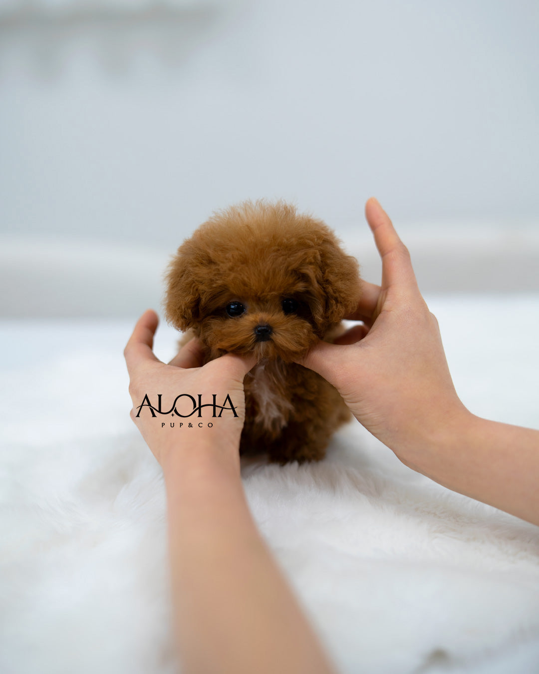 Bay [TEACUP POODLE]