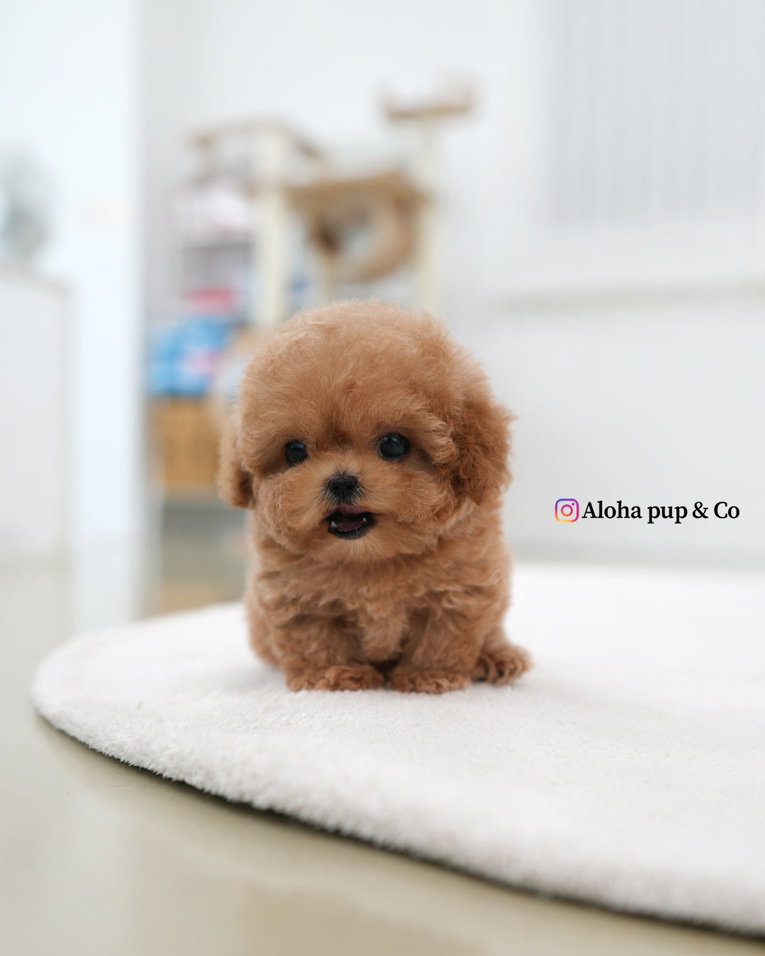 Esme [TEACUP POODLE]