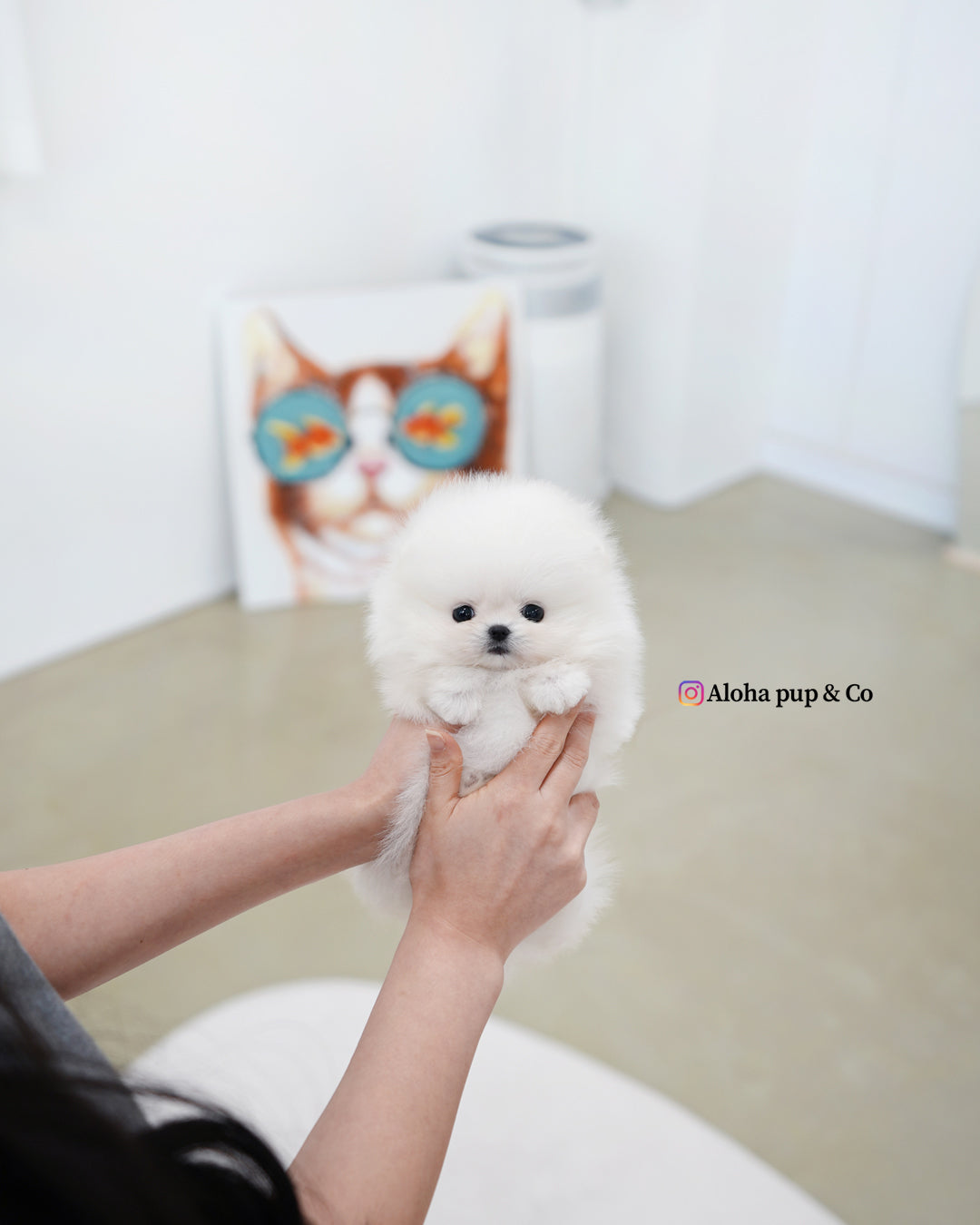 Damie [POMERANIA TAZA DE TÉ]