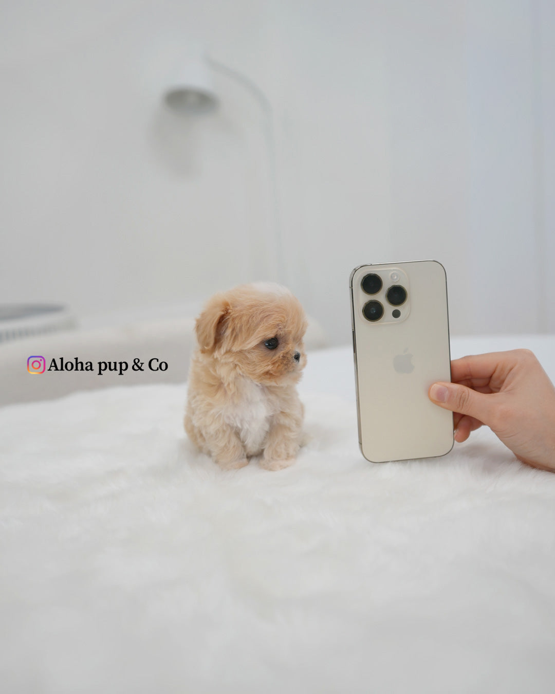 Rio [TEACUP MALTIPOO]
