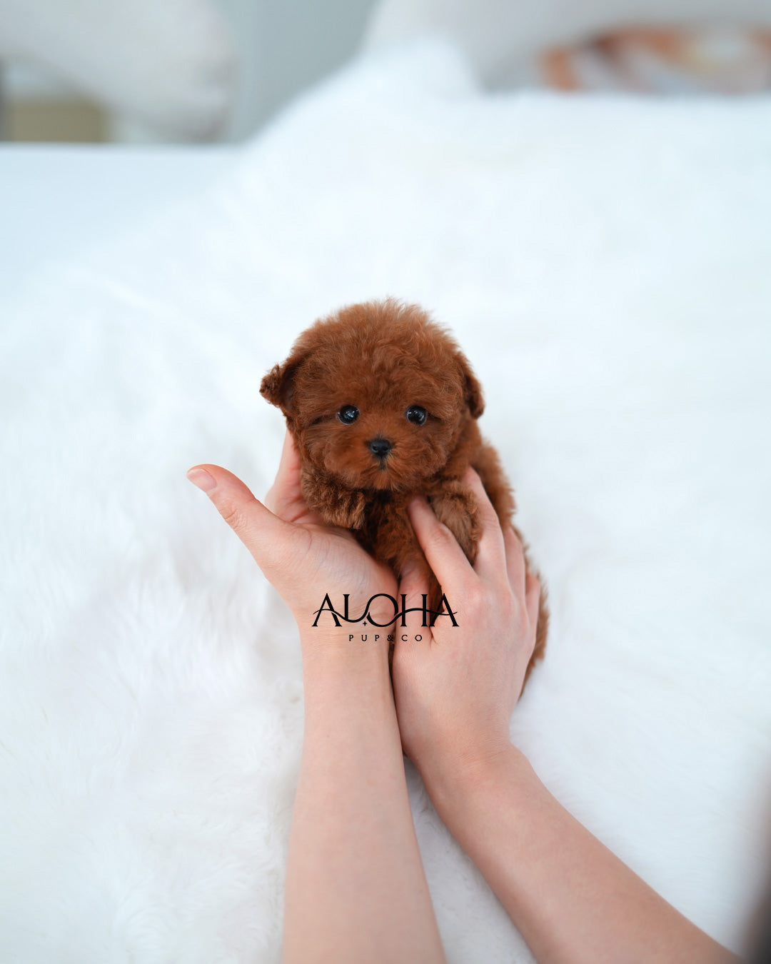 Jerry [TEACUP POODLE]