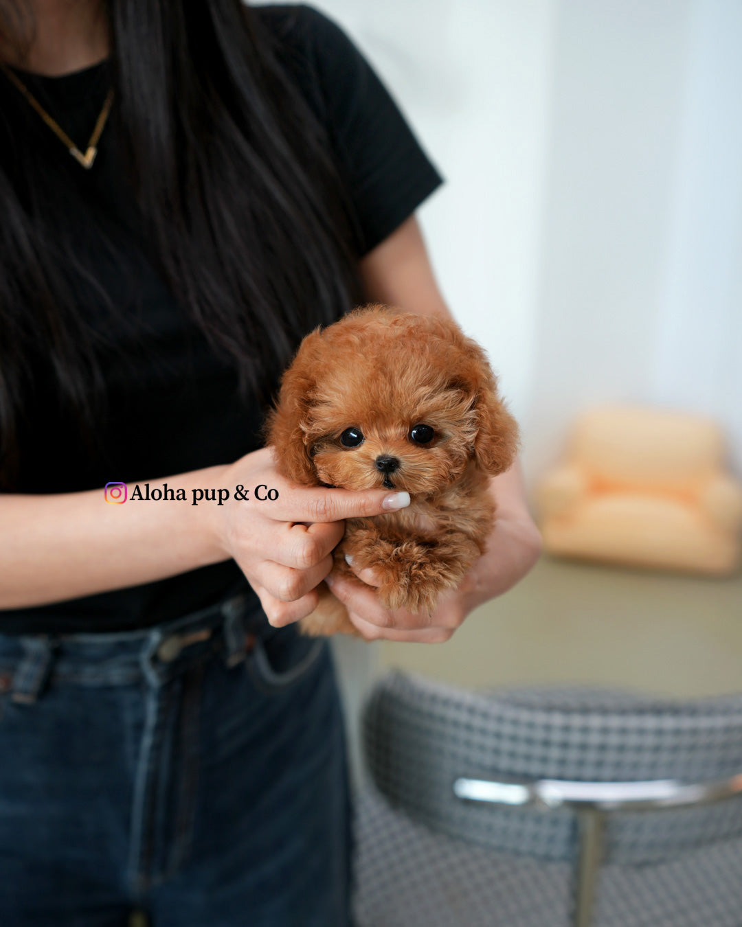 Mabel [TEACUP POODLE]