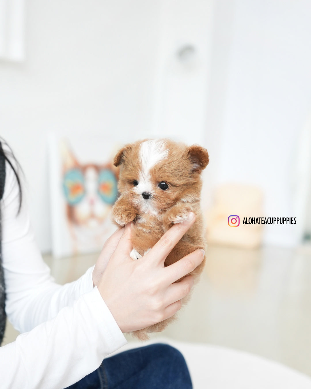 Lime [TEACUP MALTIPOO]