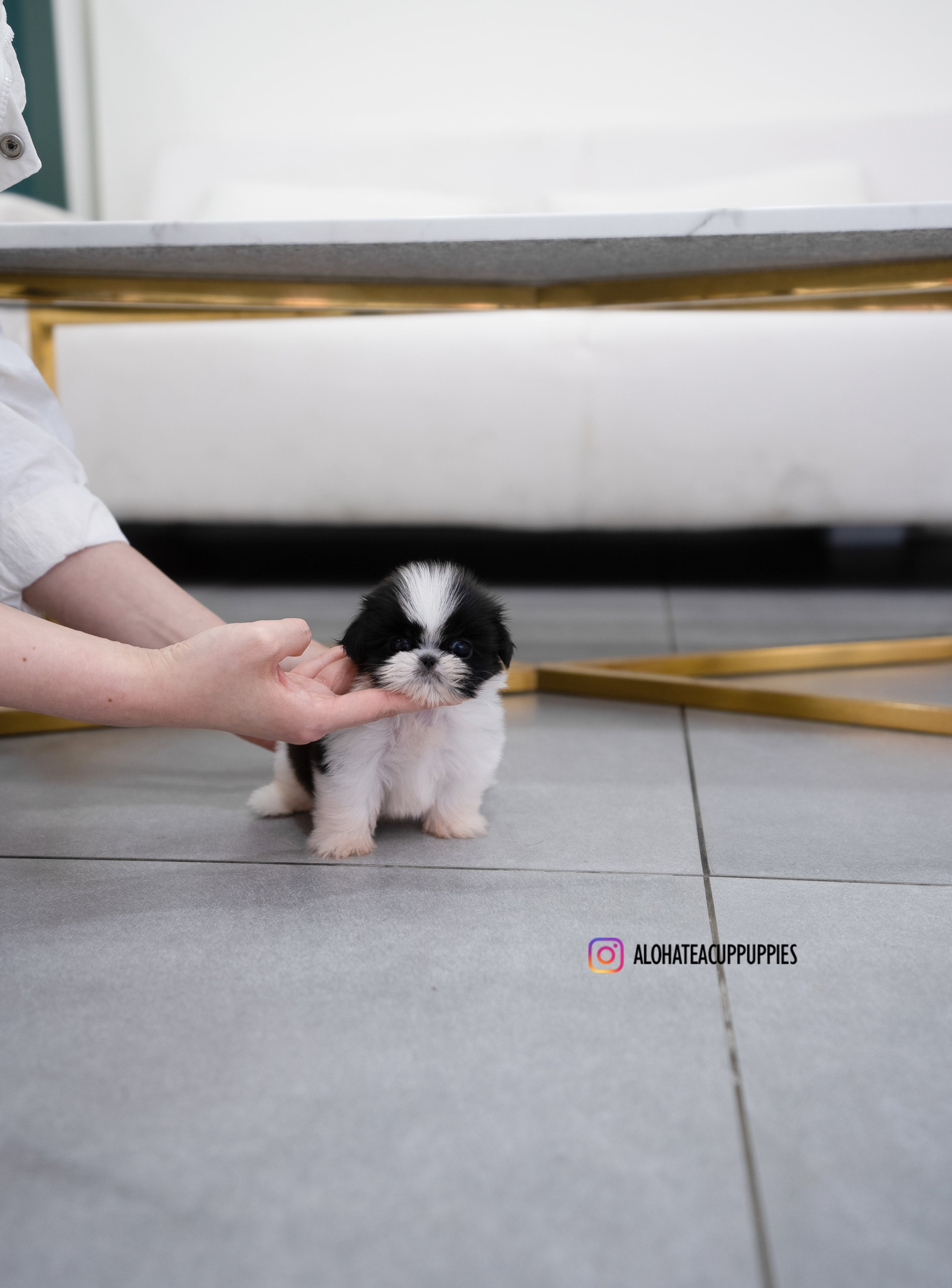 Dewey [TEACUP SHIHTZU]