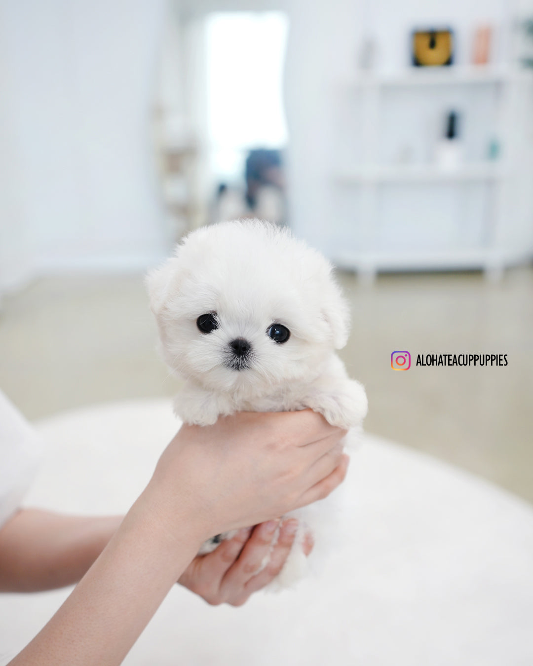 Tiki [TEACUP MALTESE]