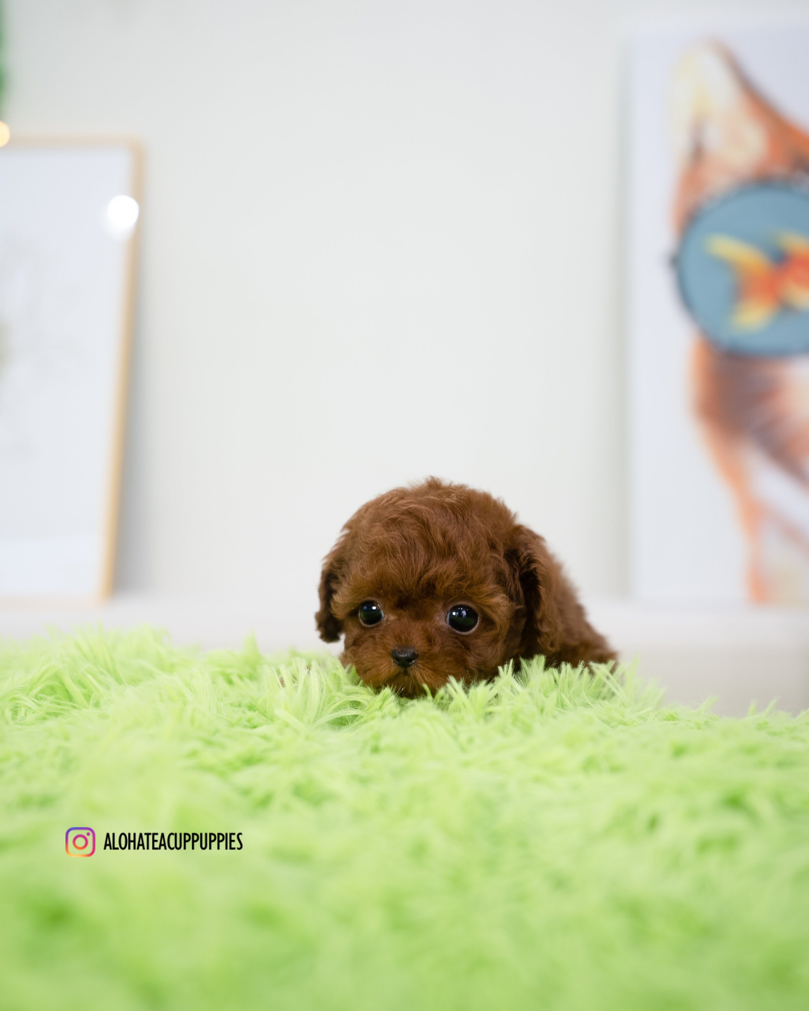 Cora [TEACUP POODLE]