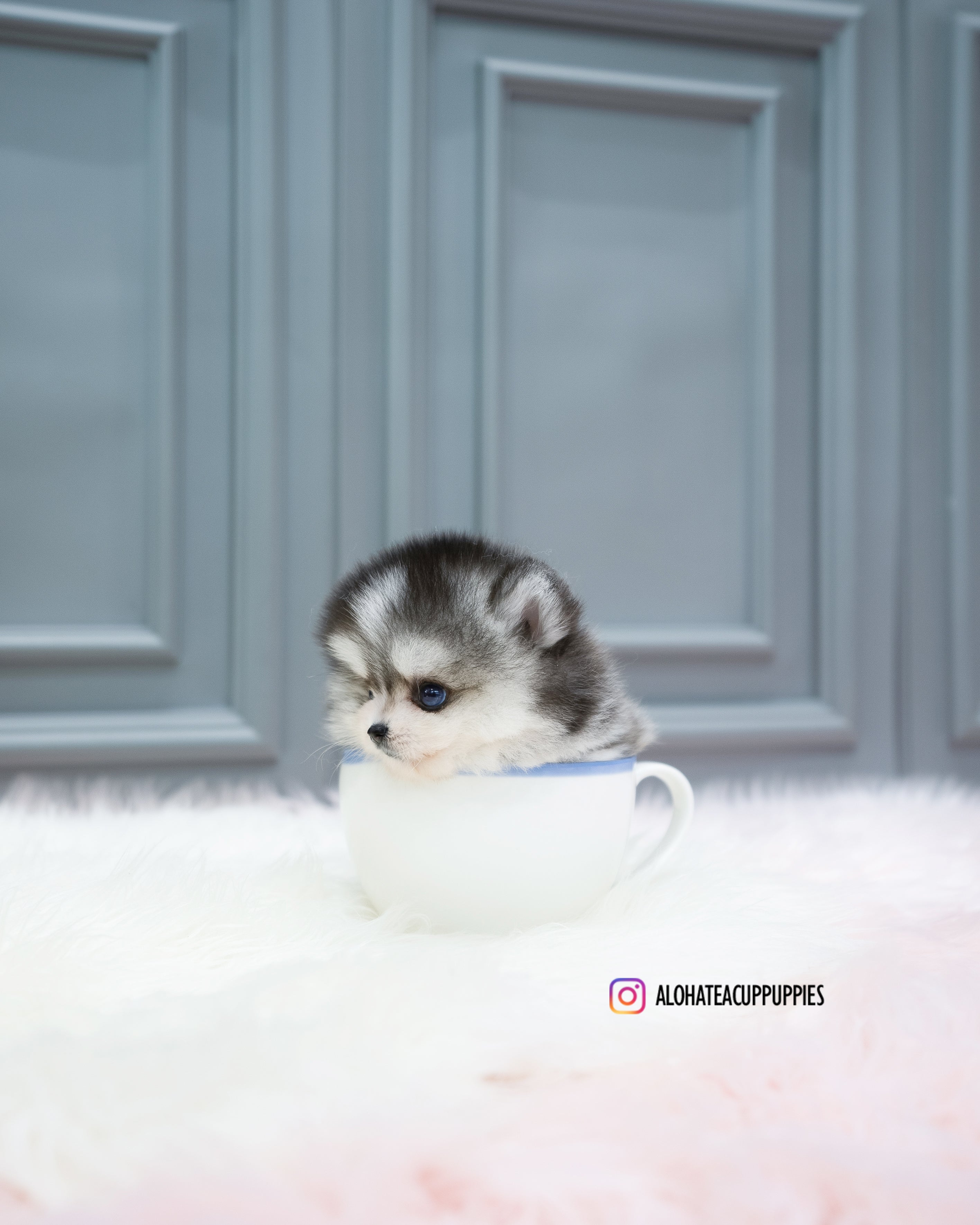 Royal [TEACUP POMSKY]