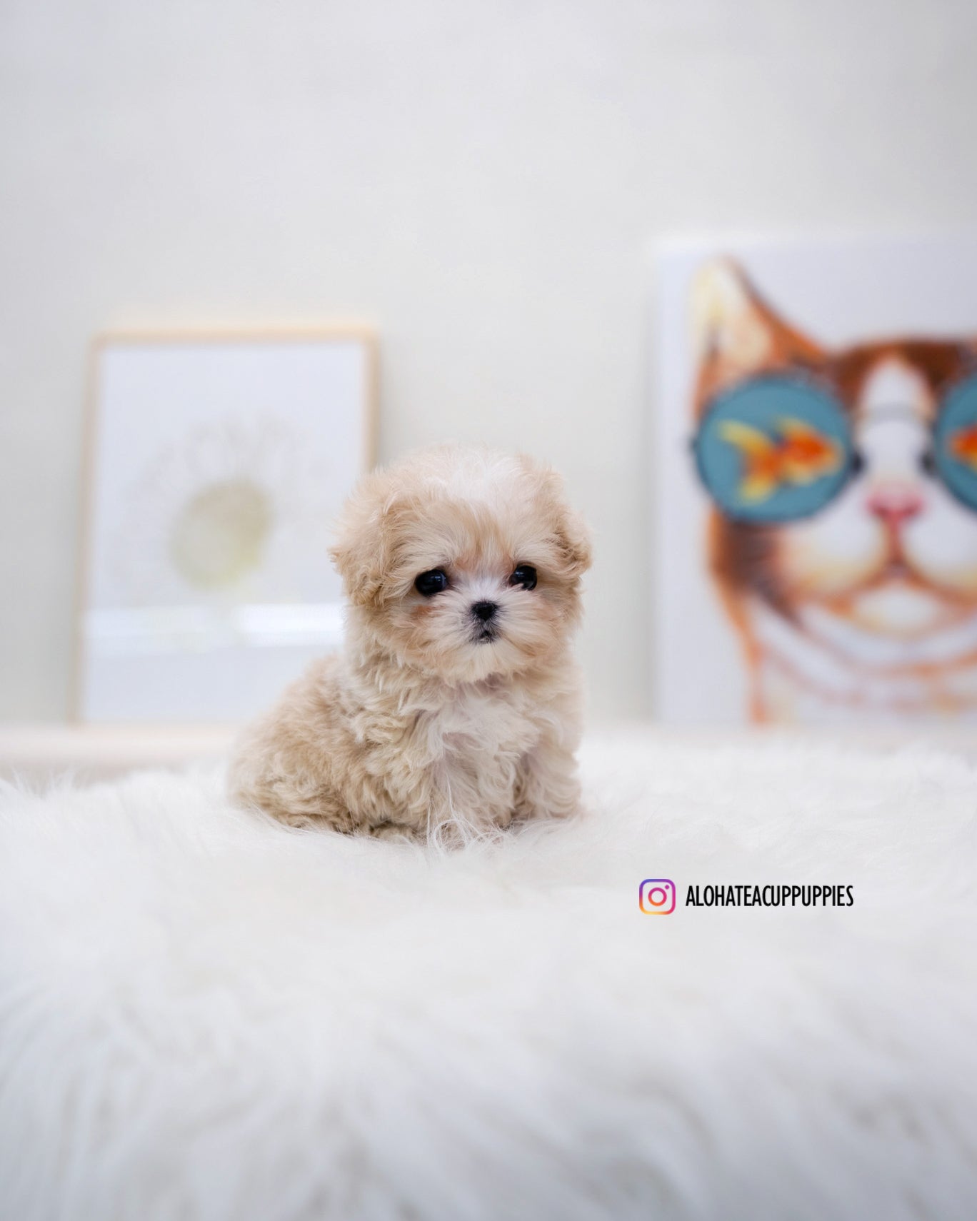 Lennon [TEACUP MALTIPOO]